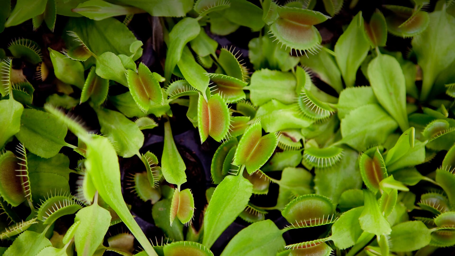 Venus Fly Trap Wallpapers