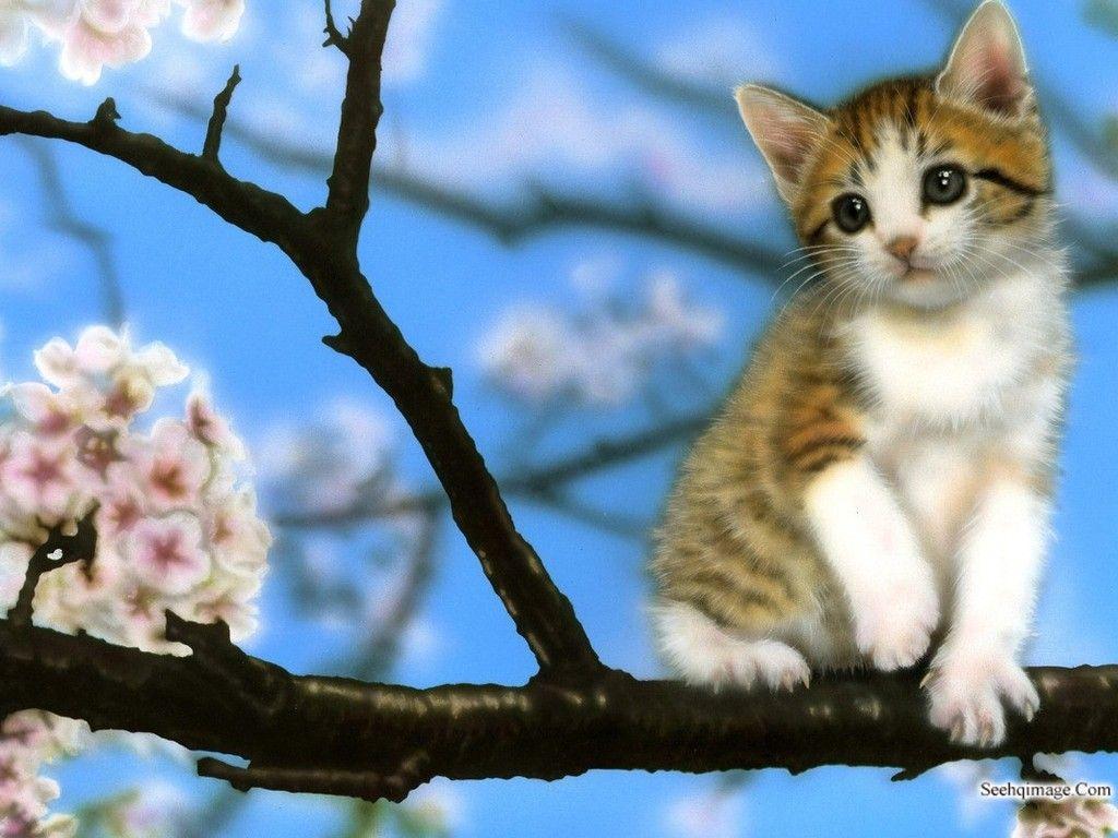 Very Cute Kittens Wallpapers