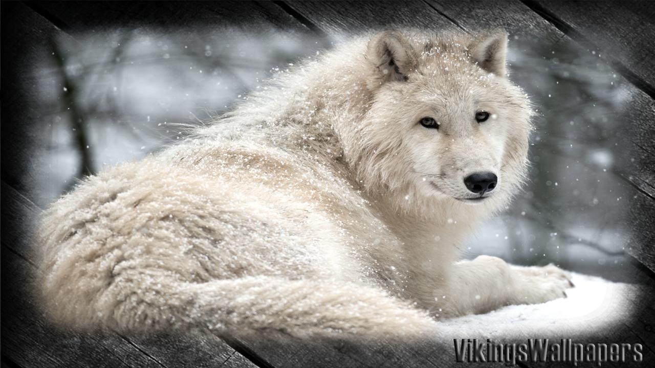 Viking Wolf Wallpapers