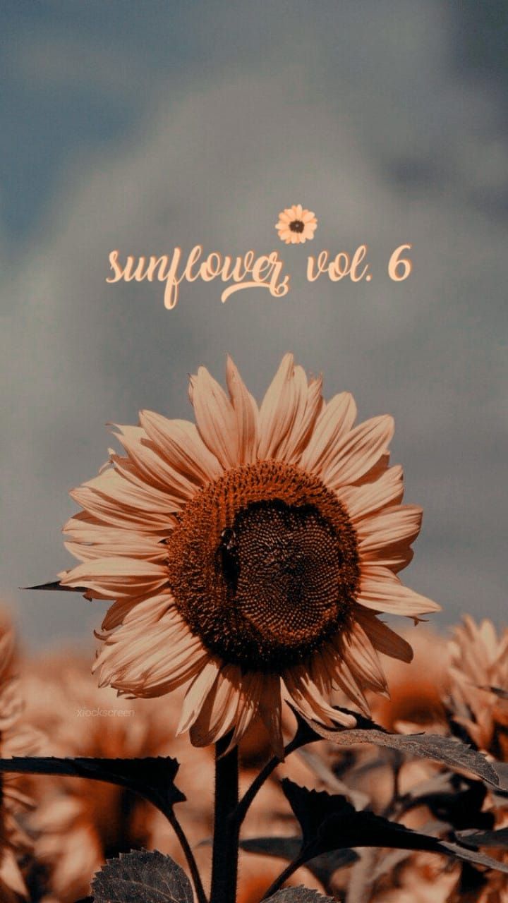 Vintage Aesthetic Sunflowers Wallpapers