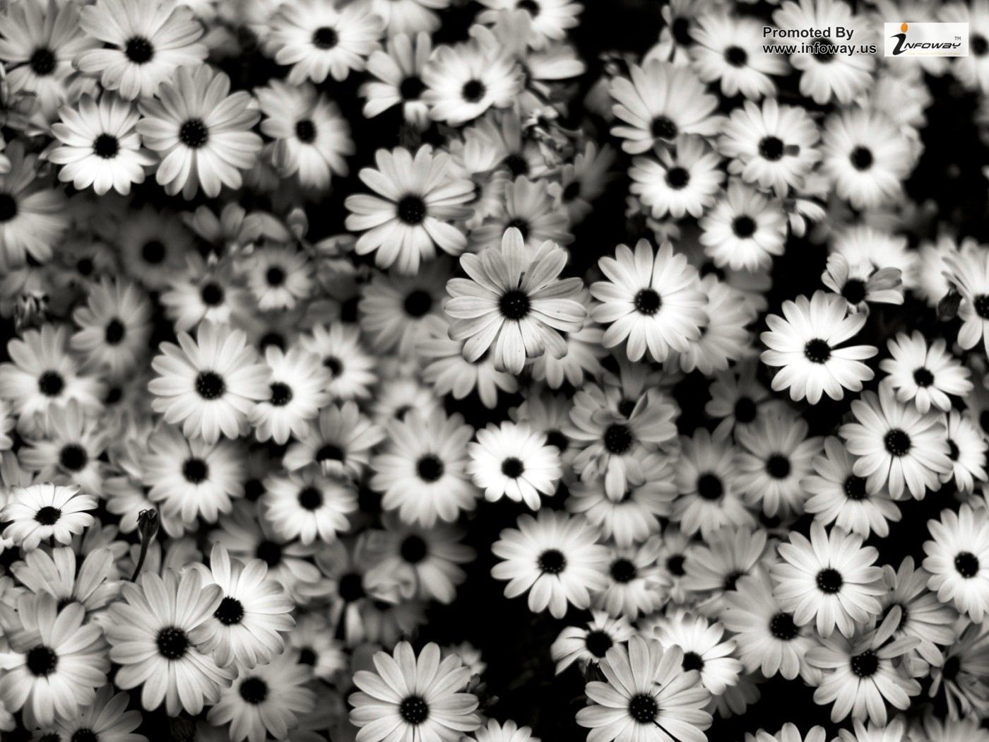 Vintage Black And White Flowers Wallpapers