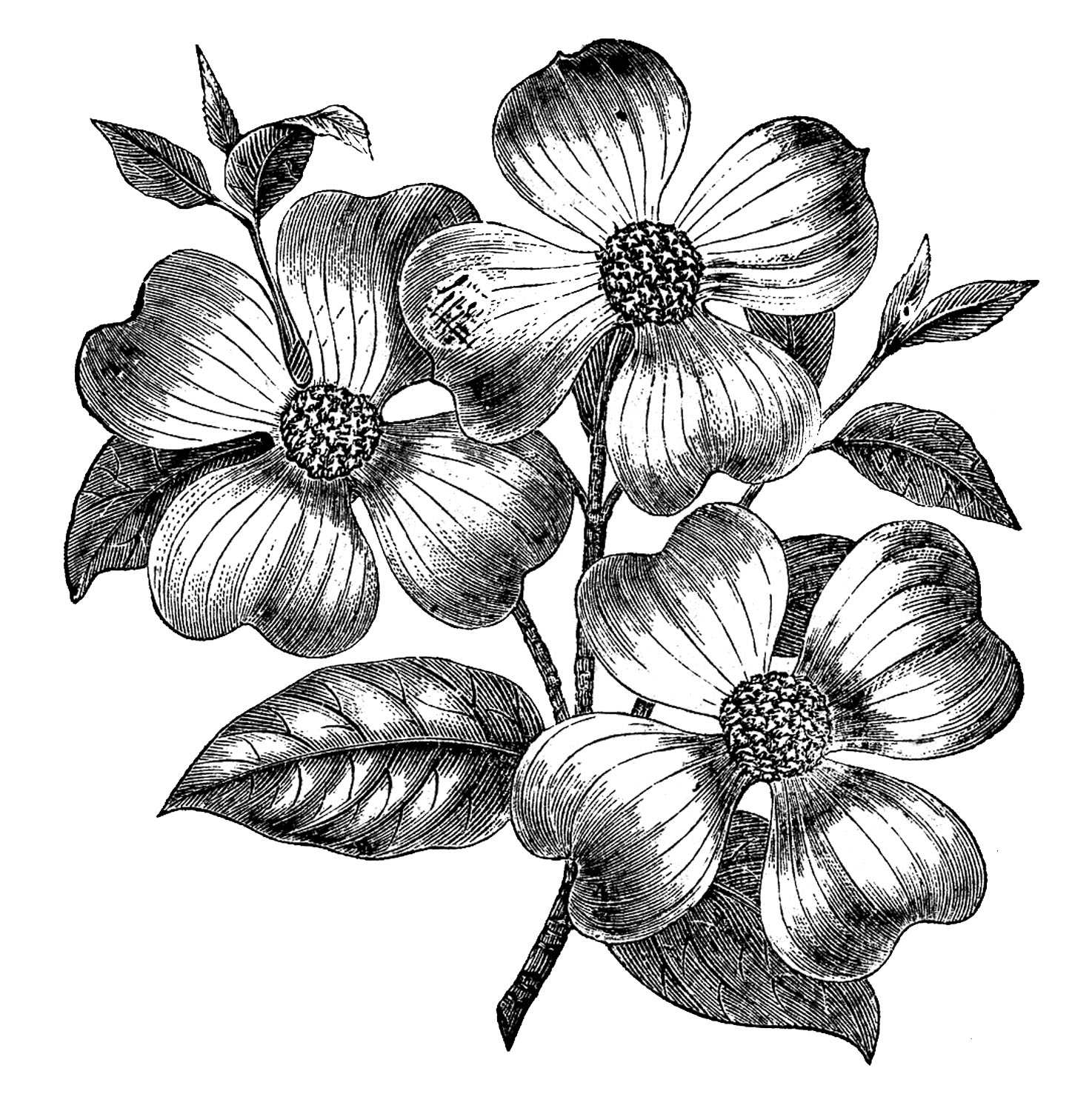 Vintage Black And White Flowers Wallpapers