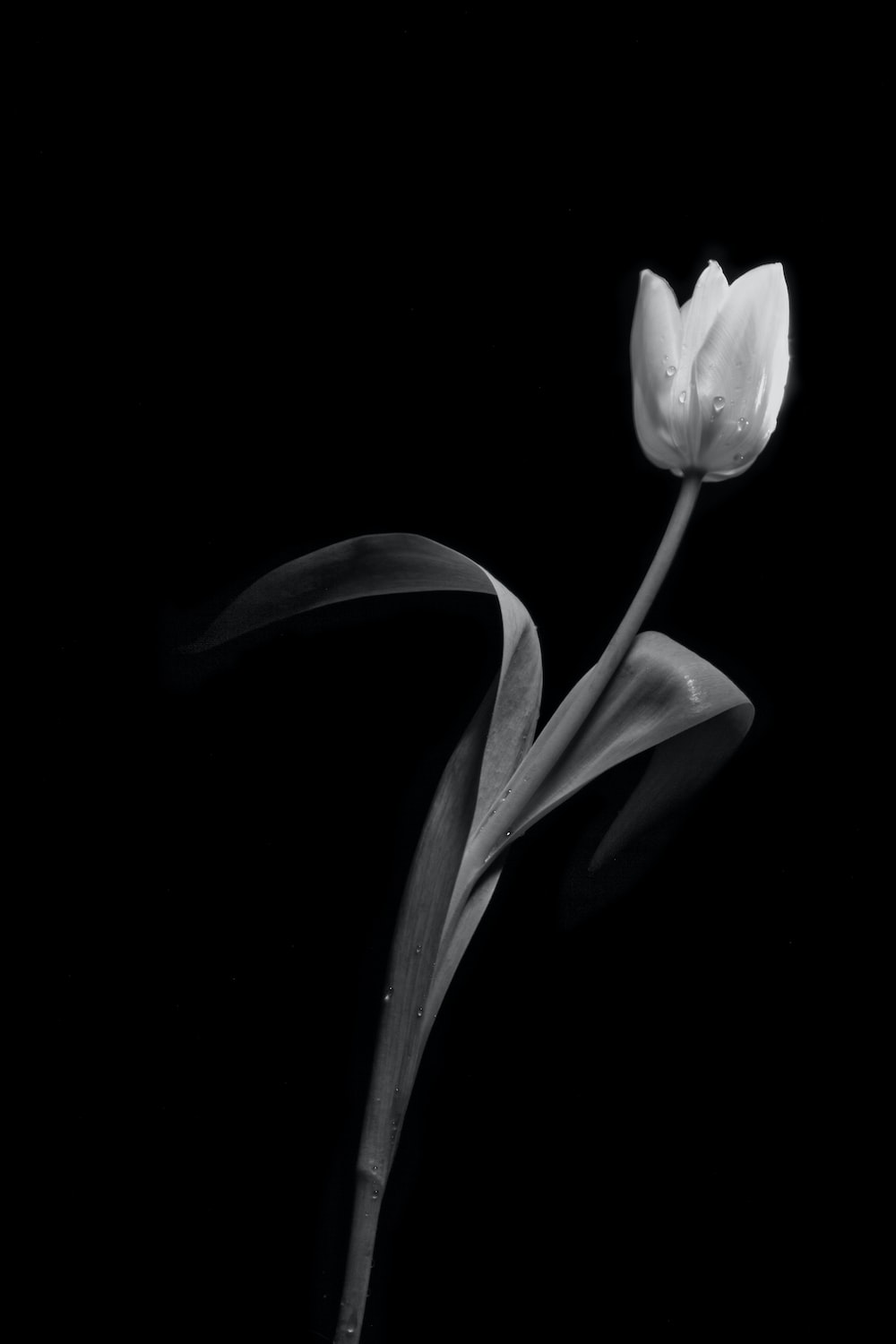 Vintage Black And White Flowers Wallpapers