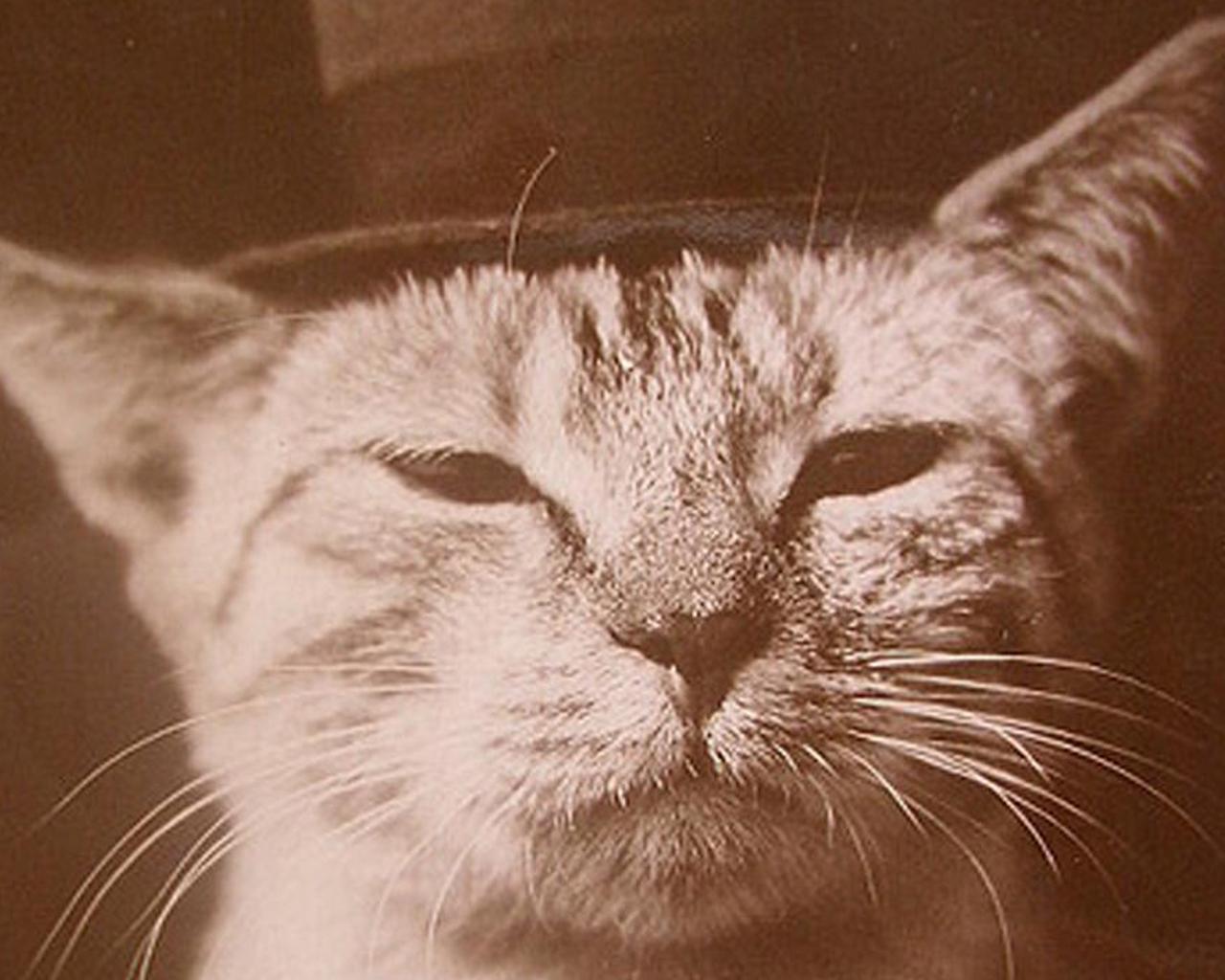 Vintage Cat Wallpapers