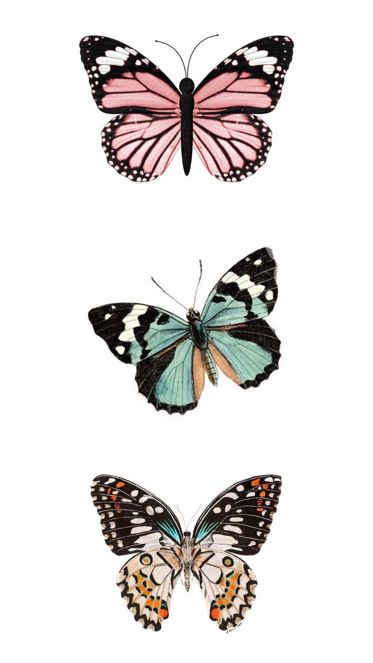 Vsco Butterfly Painting Wallpapers