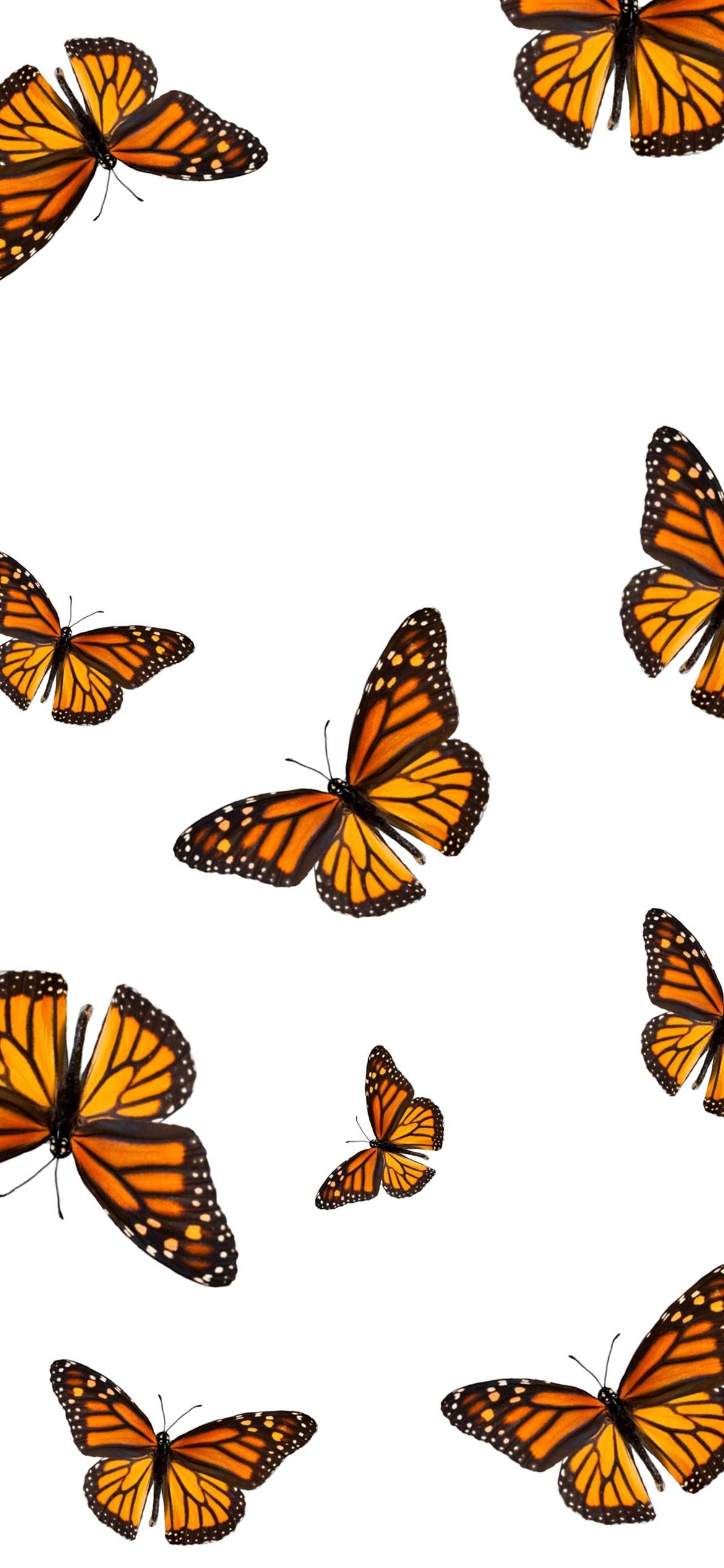 Vsco Butterfly Painting Wallpapers