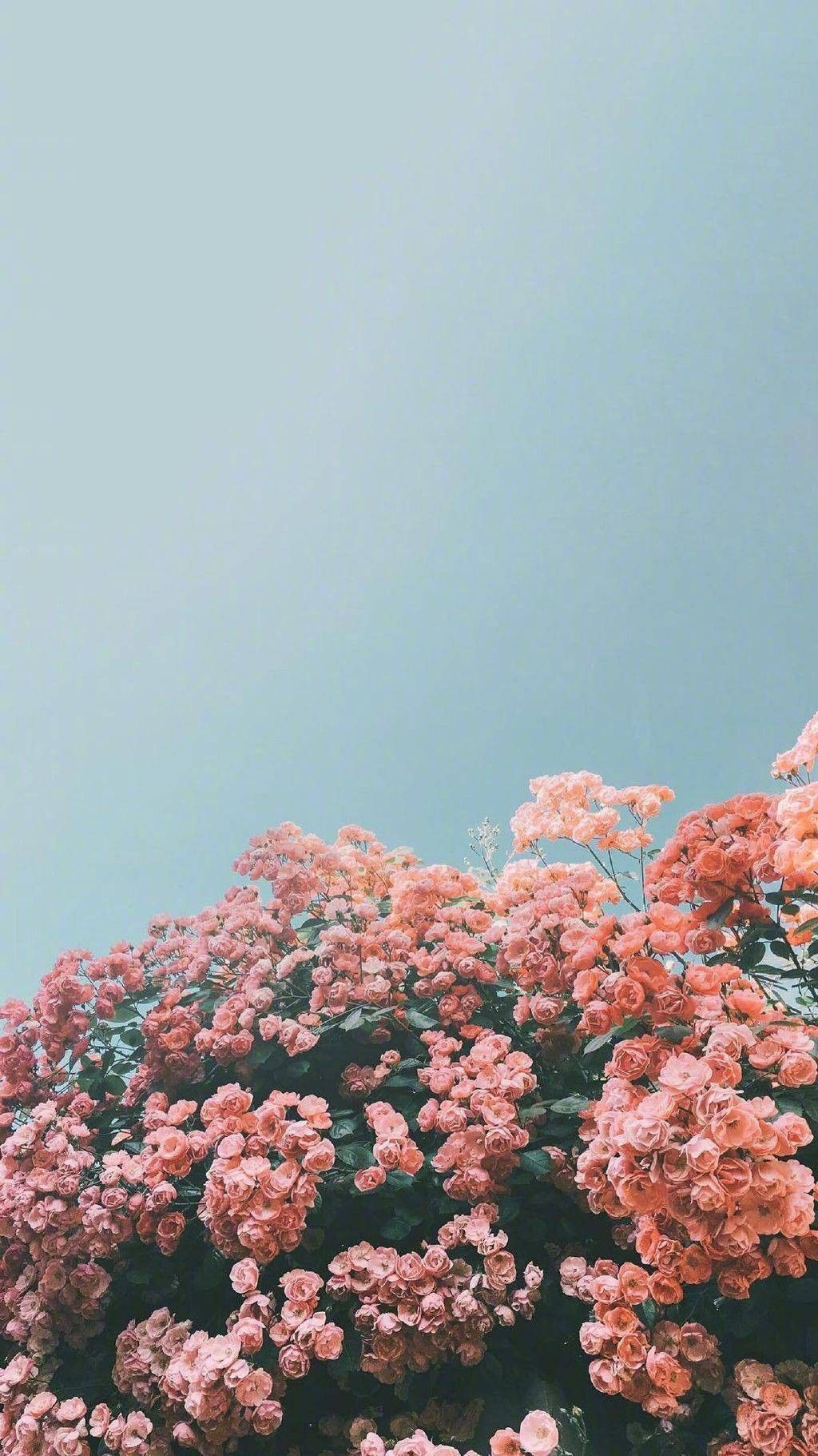 Vsco Nature Wallpapers