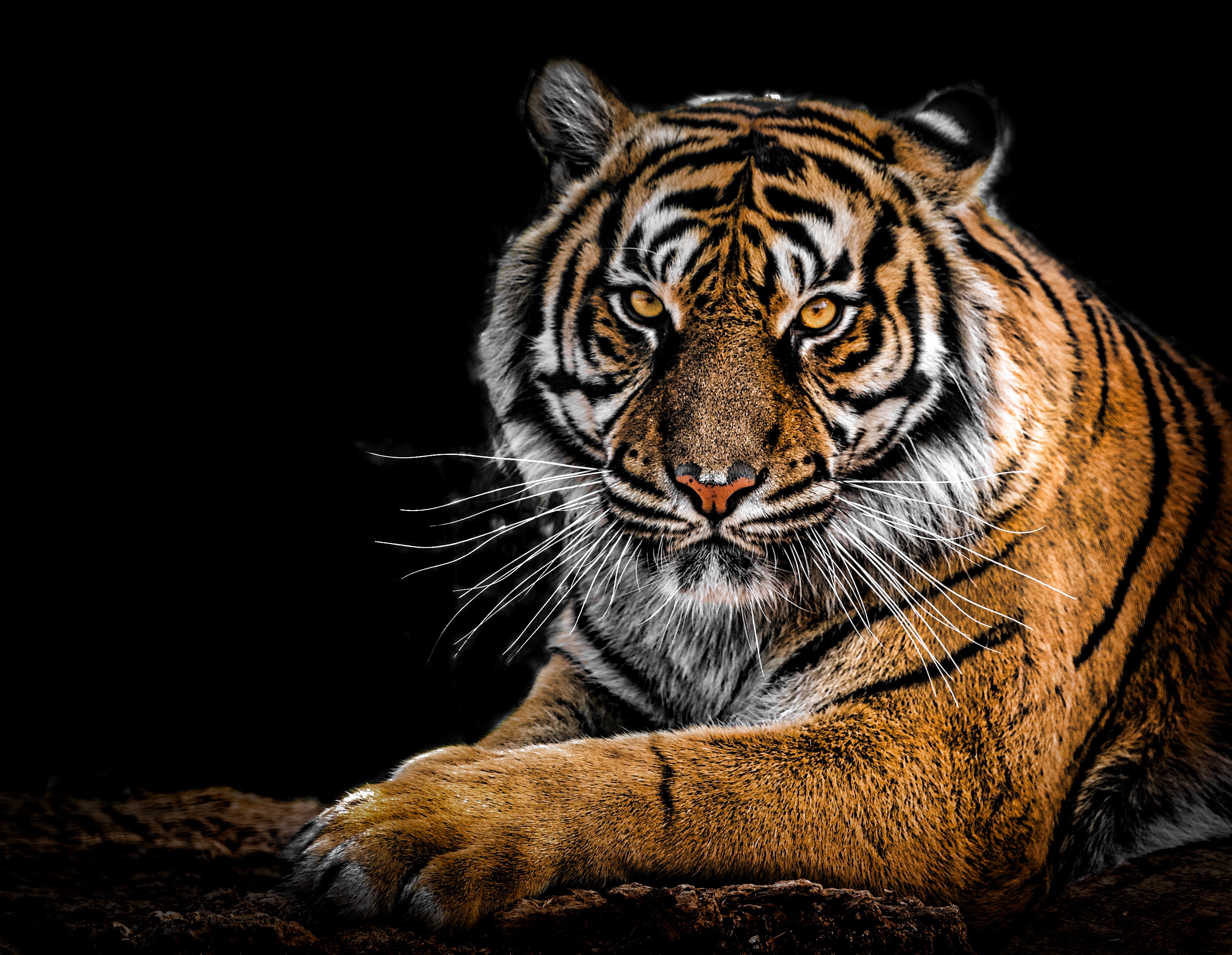 Wallpaper Bengal Tiger Wallpapers