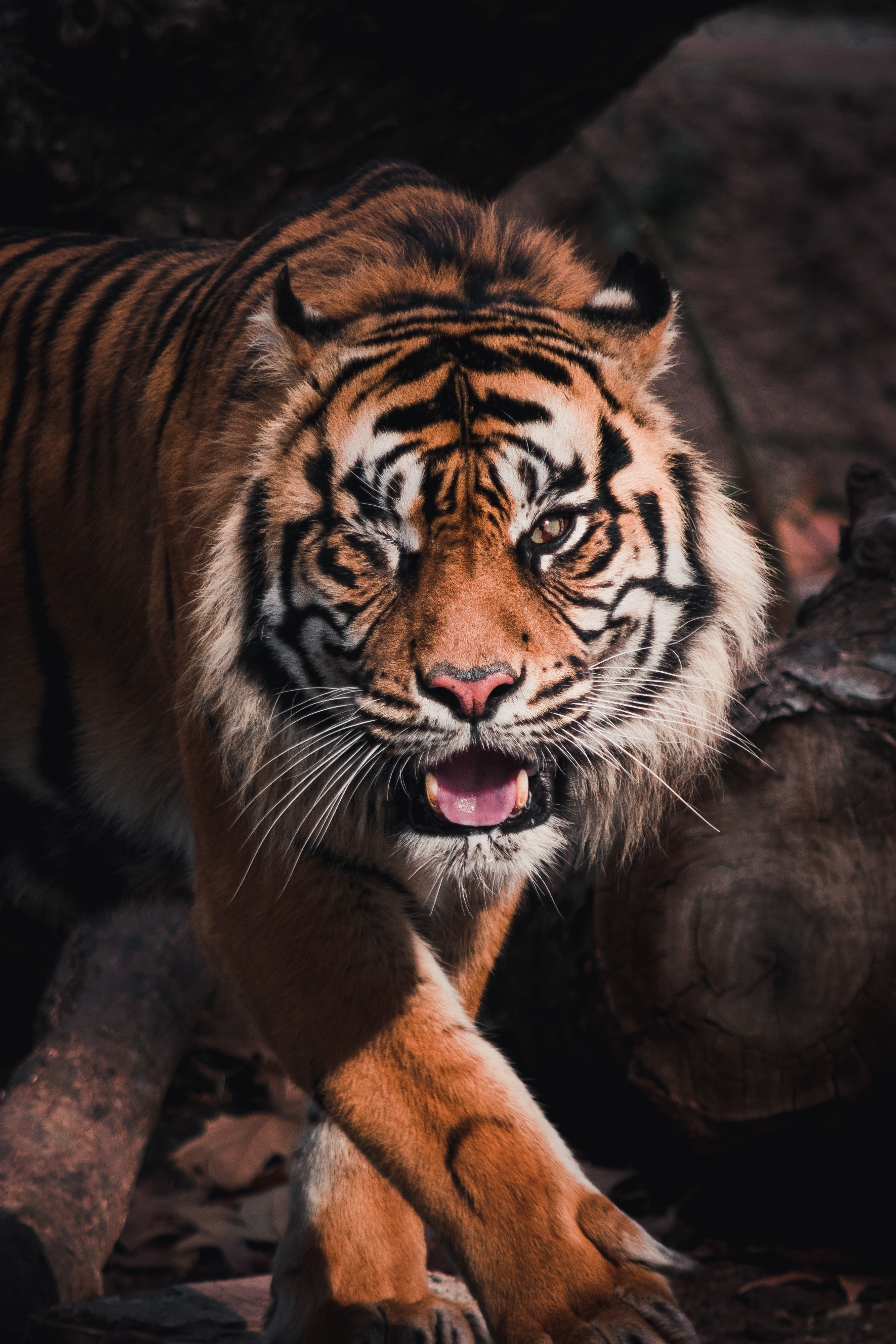 Wallpaper Bengal Tiger Wallpapers