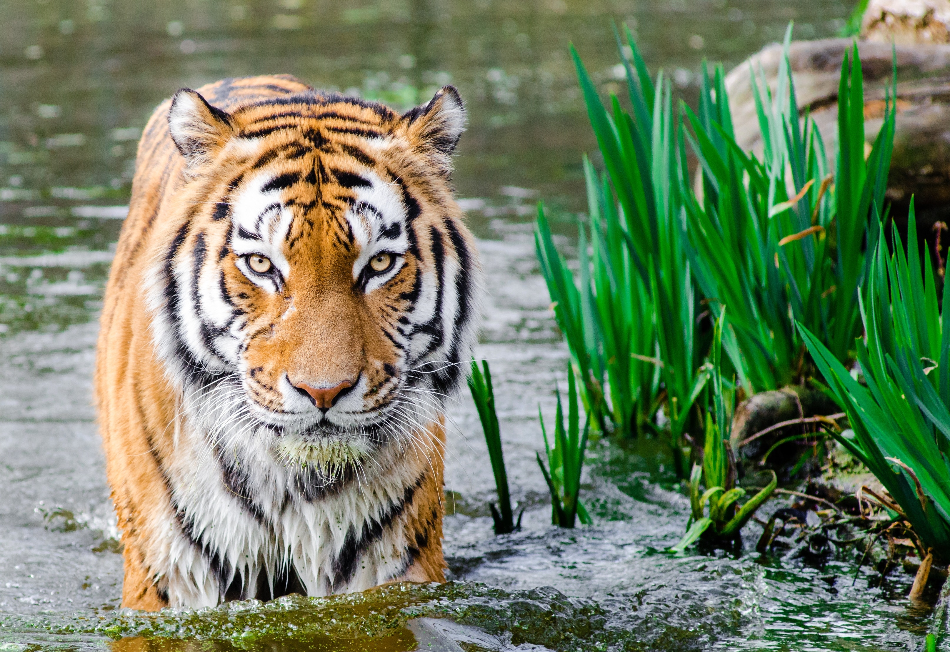 Wallpaper Bengal Tiger Wallpapers