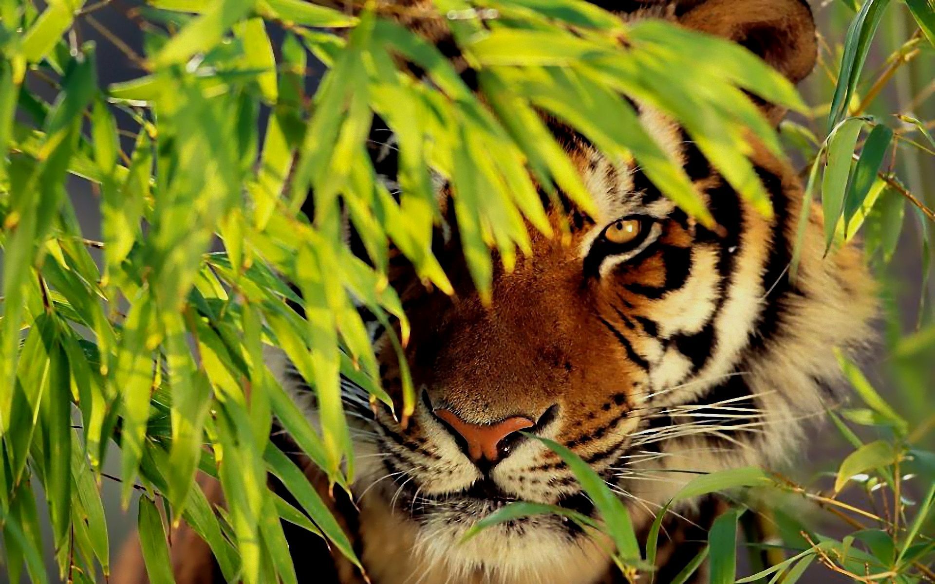 Wallpaper Bengal Tiger Wallpapers