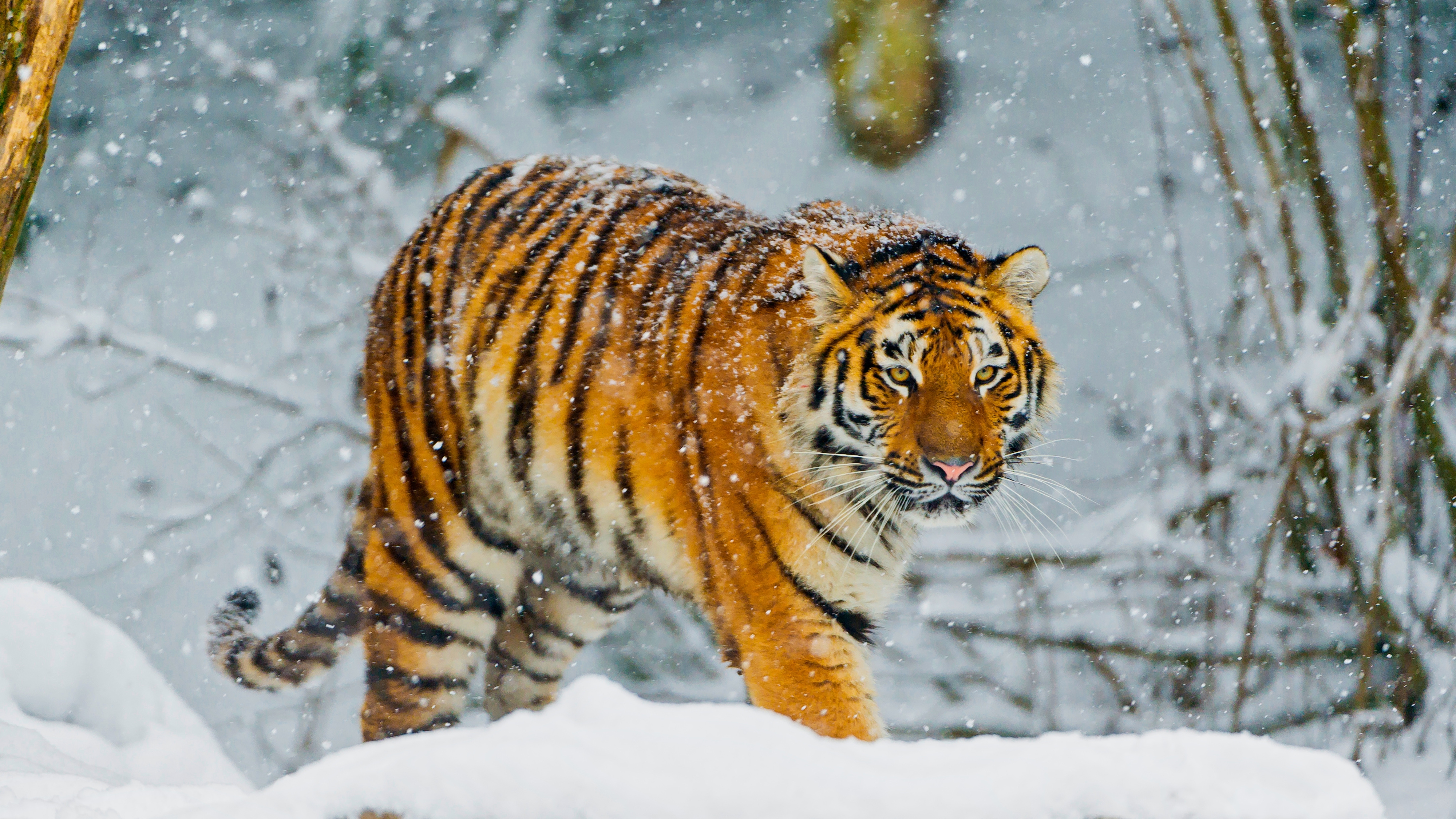 Wallpaper Bengal Tiger Wallpapers