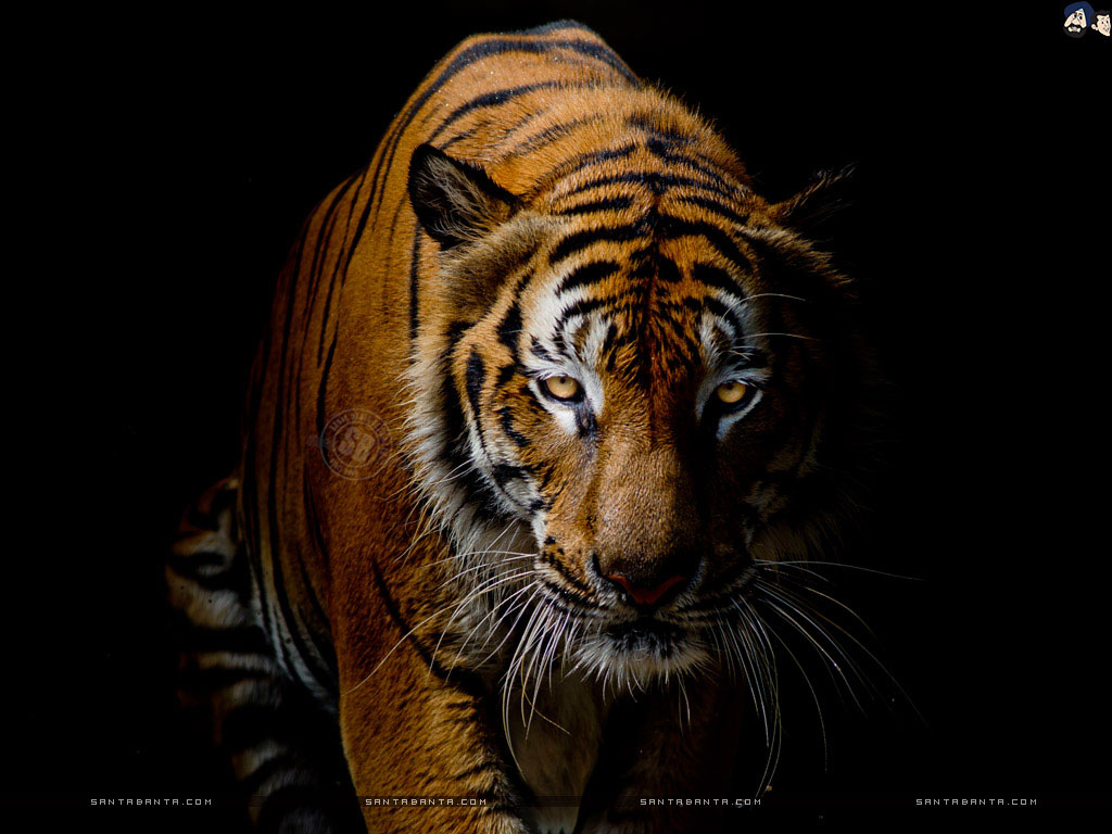 Wallpaper Bengal Tiger Wallpapers