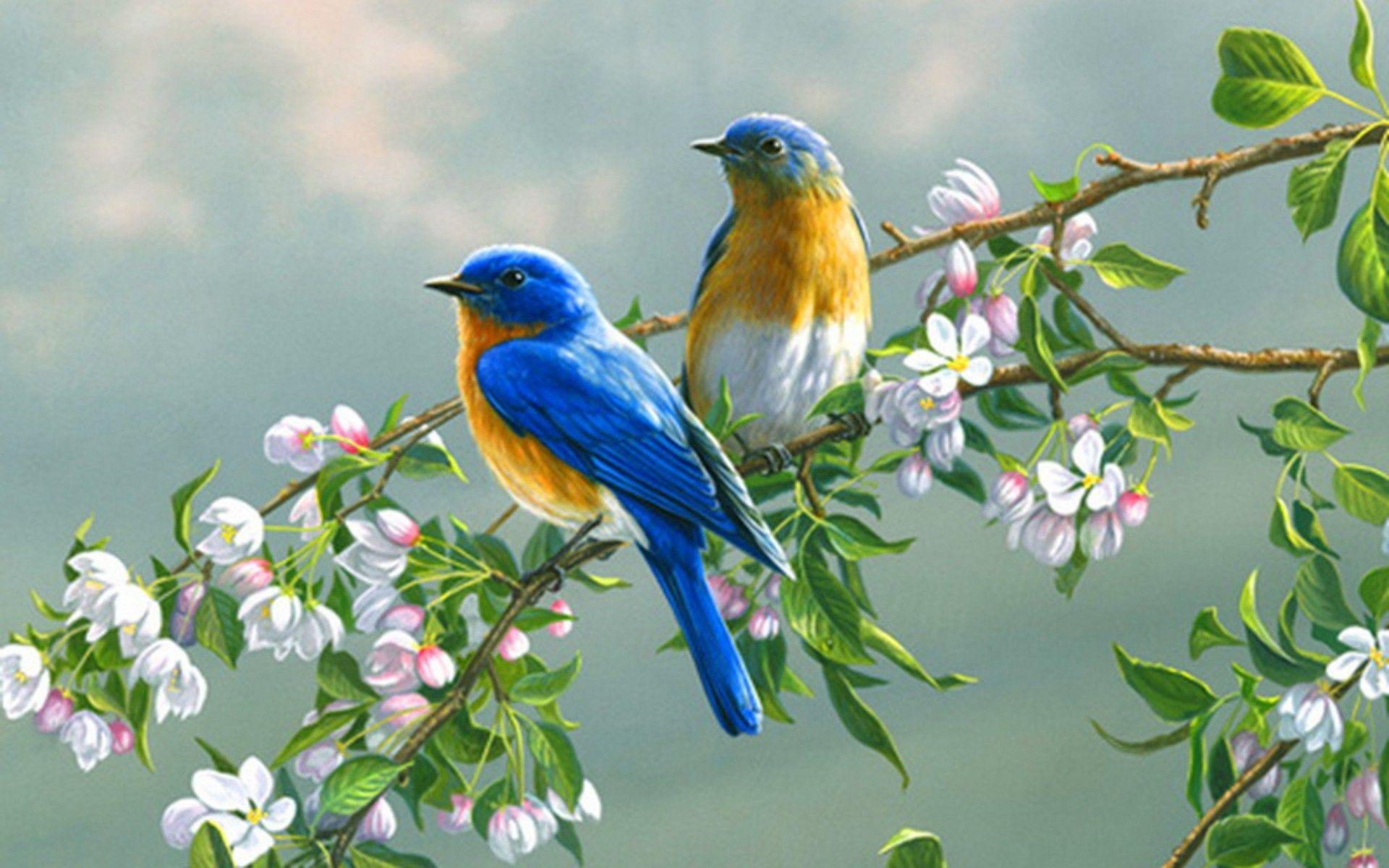 Wallpaper Birds Images Wallpapers