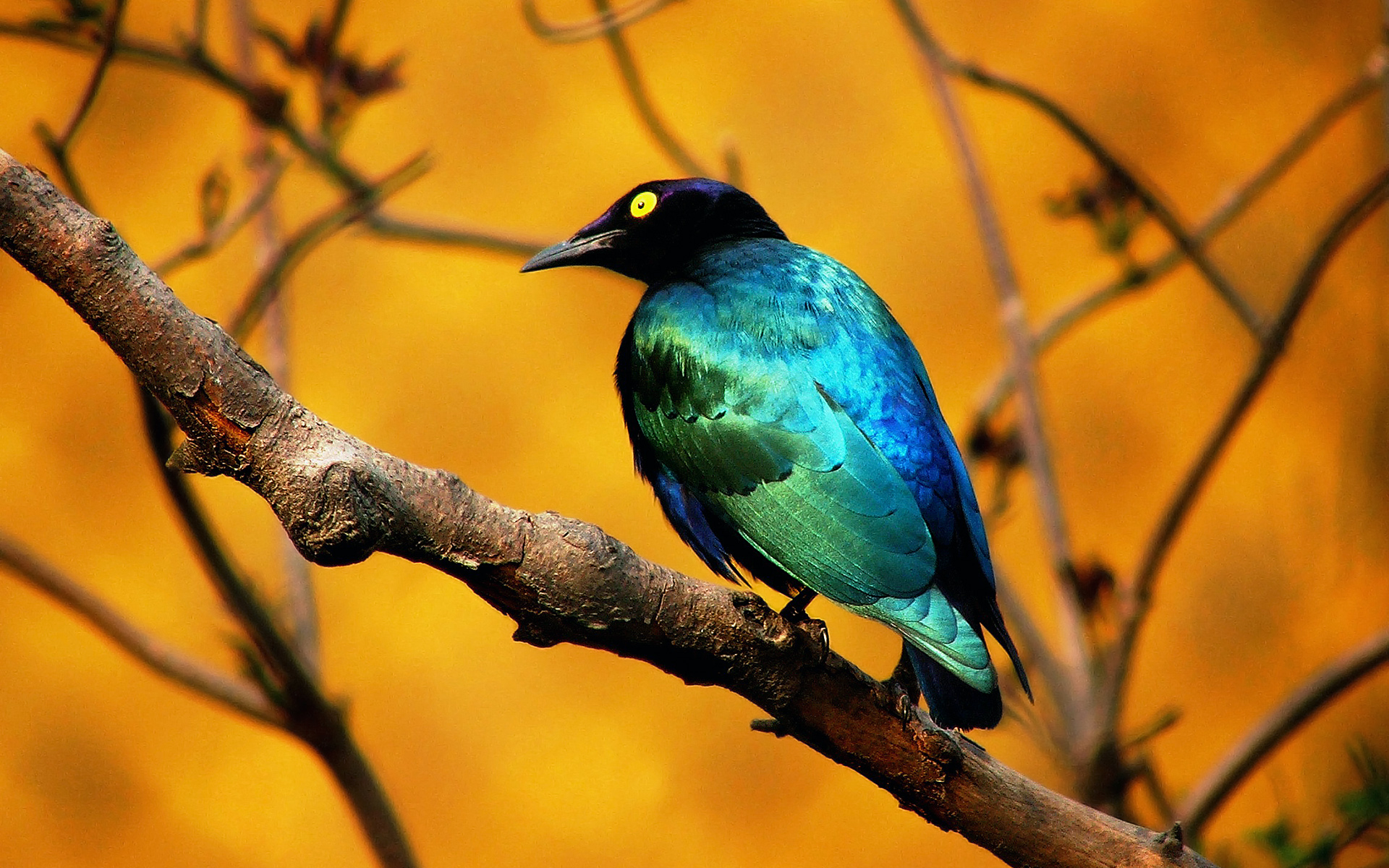 Wallpaper Birds Images Wallpapers