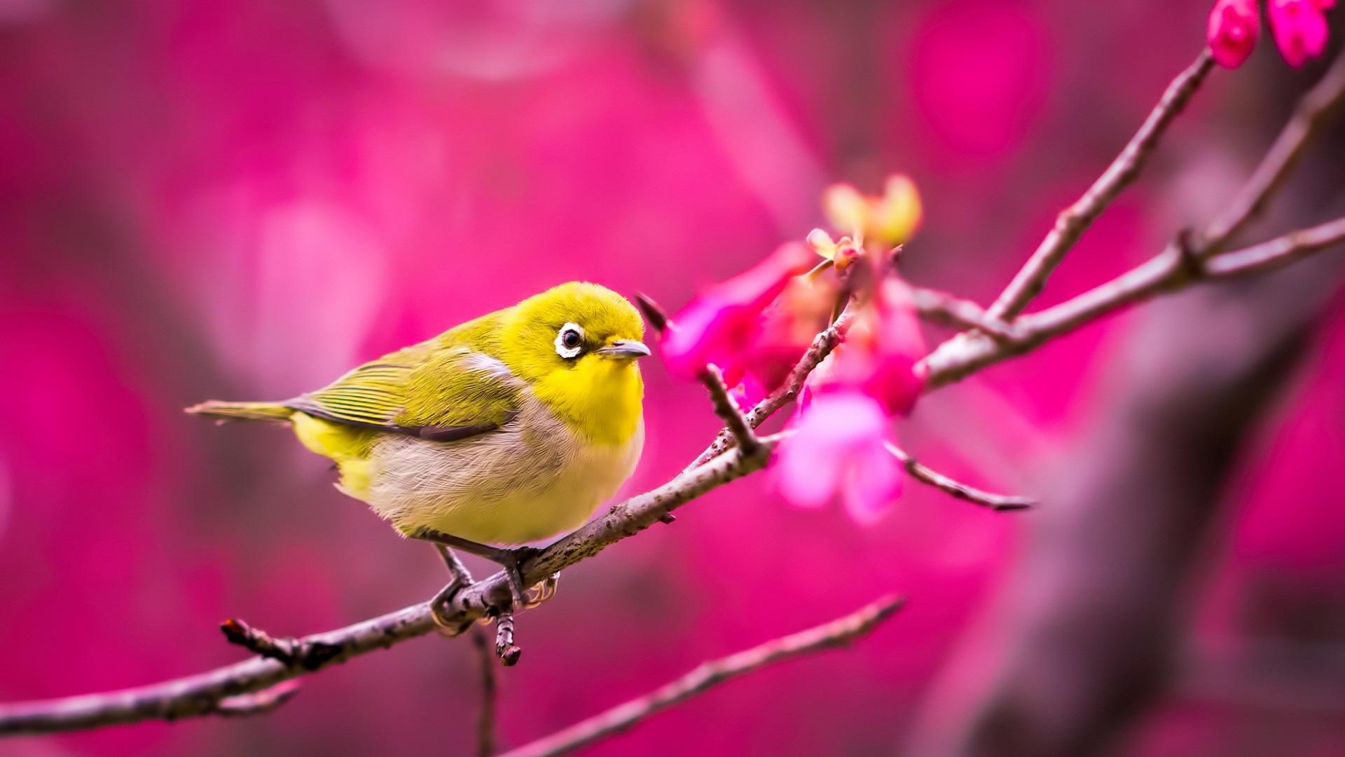 Wallpaper Birds Images Wallpapers