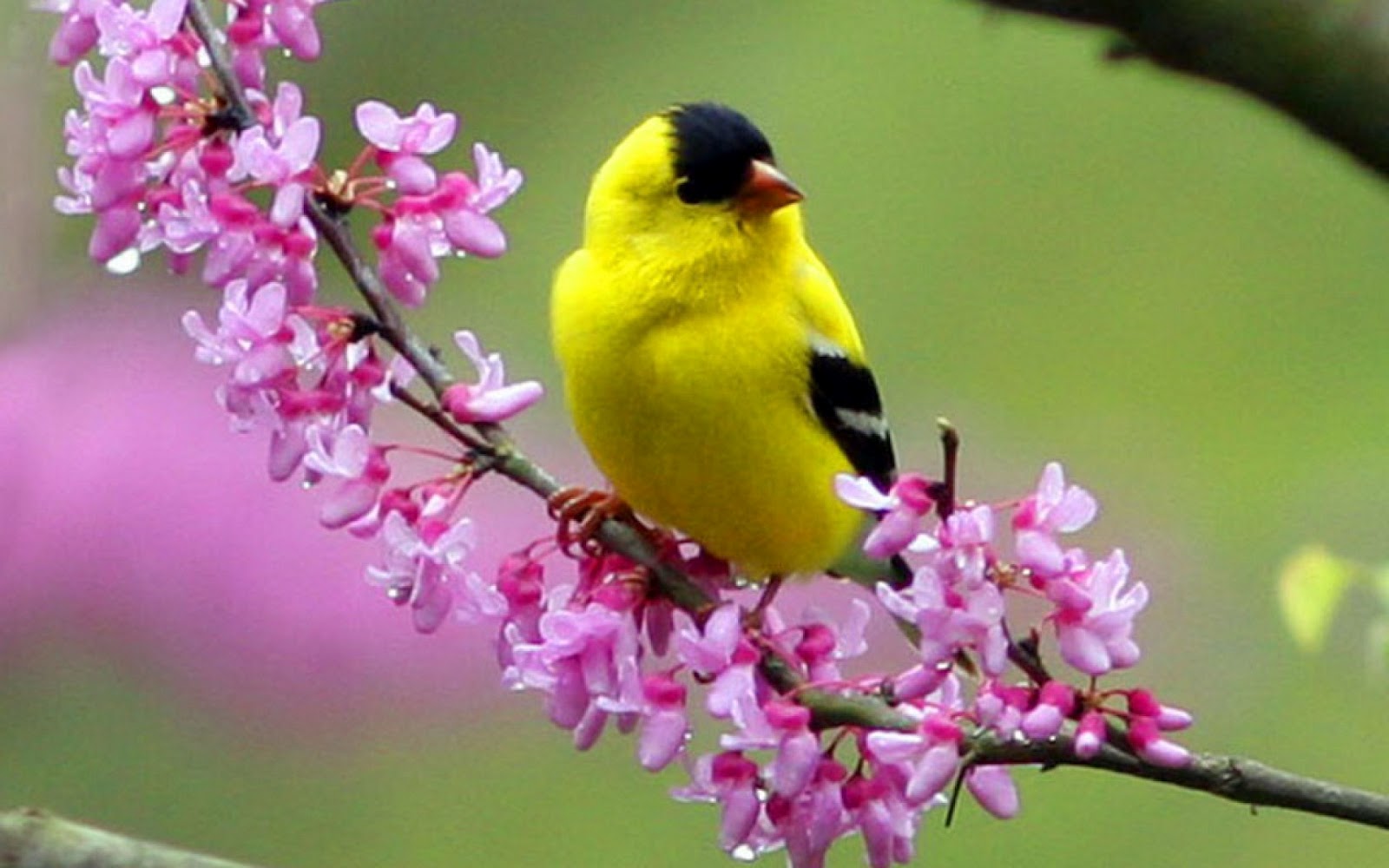 Wallpaper Birds Images Wallpapers