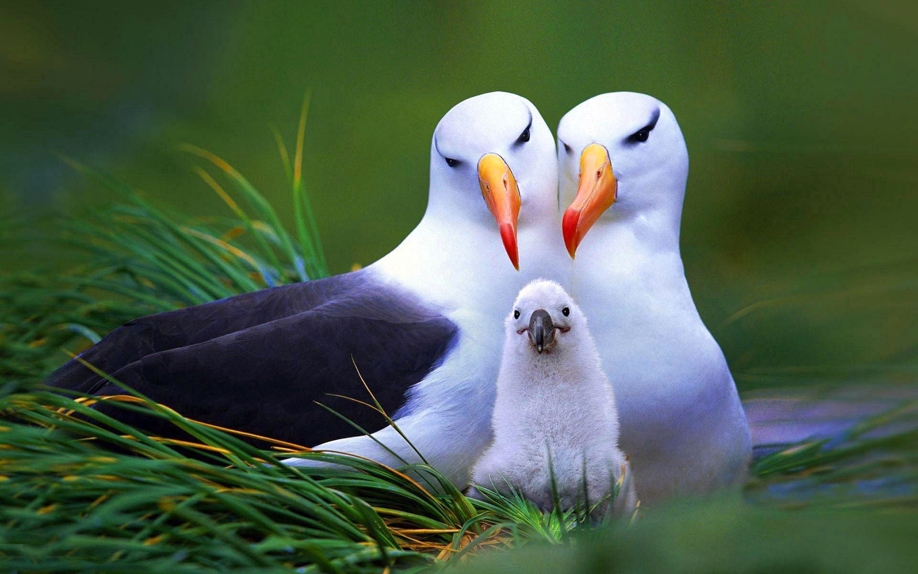 Wallpaper Birds Images Wallpapers