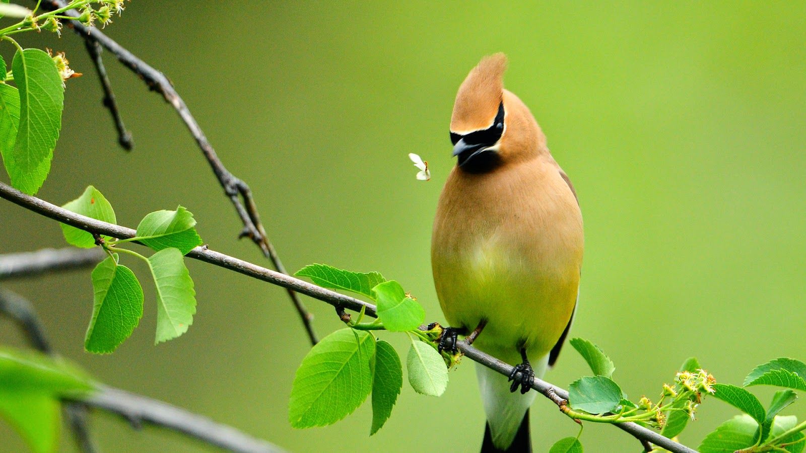 Wallpaper Birds Images Wallpapers