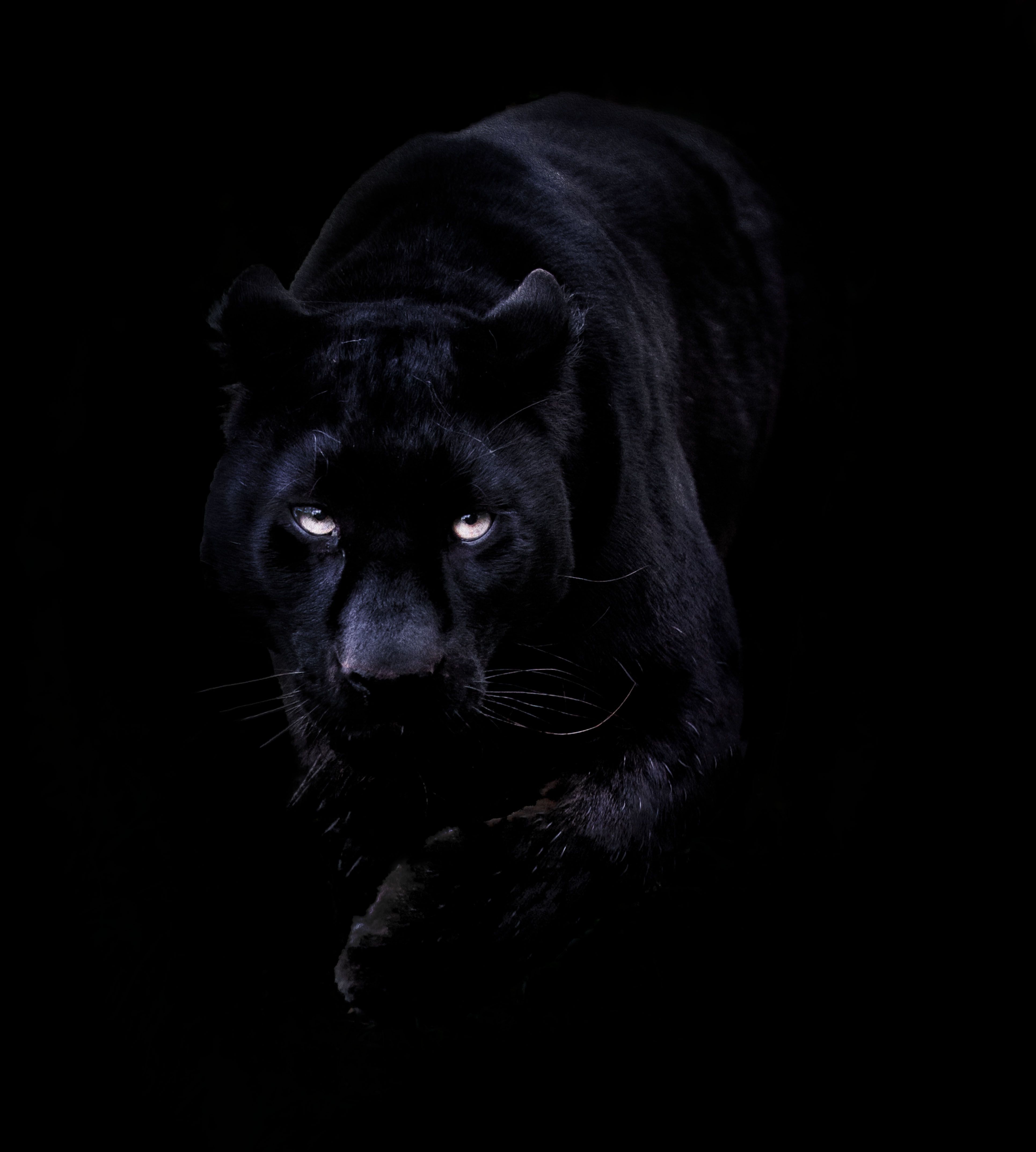 Wallpaper Black Panther Animal Wallpapers