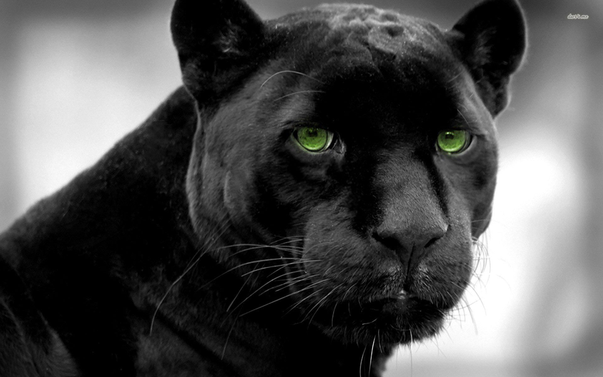 Wallpaper Black Panther Animal Wallpapers