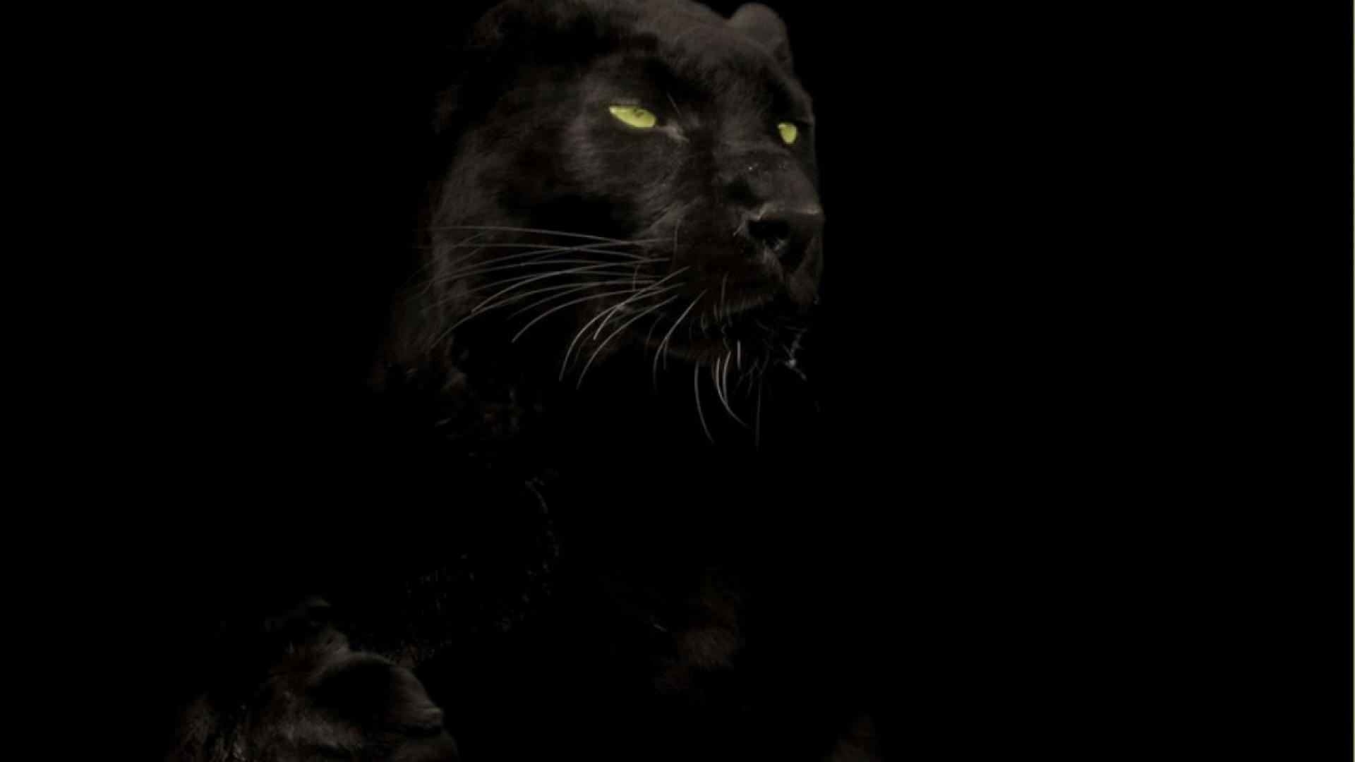 Wallpaper Black Panther Animal Wallpapers