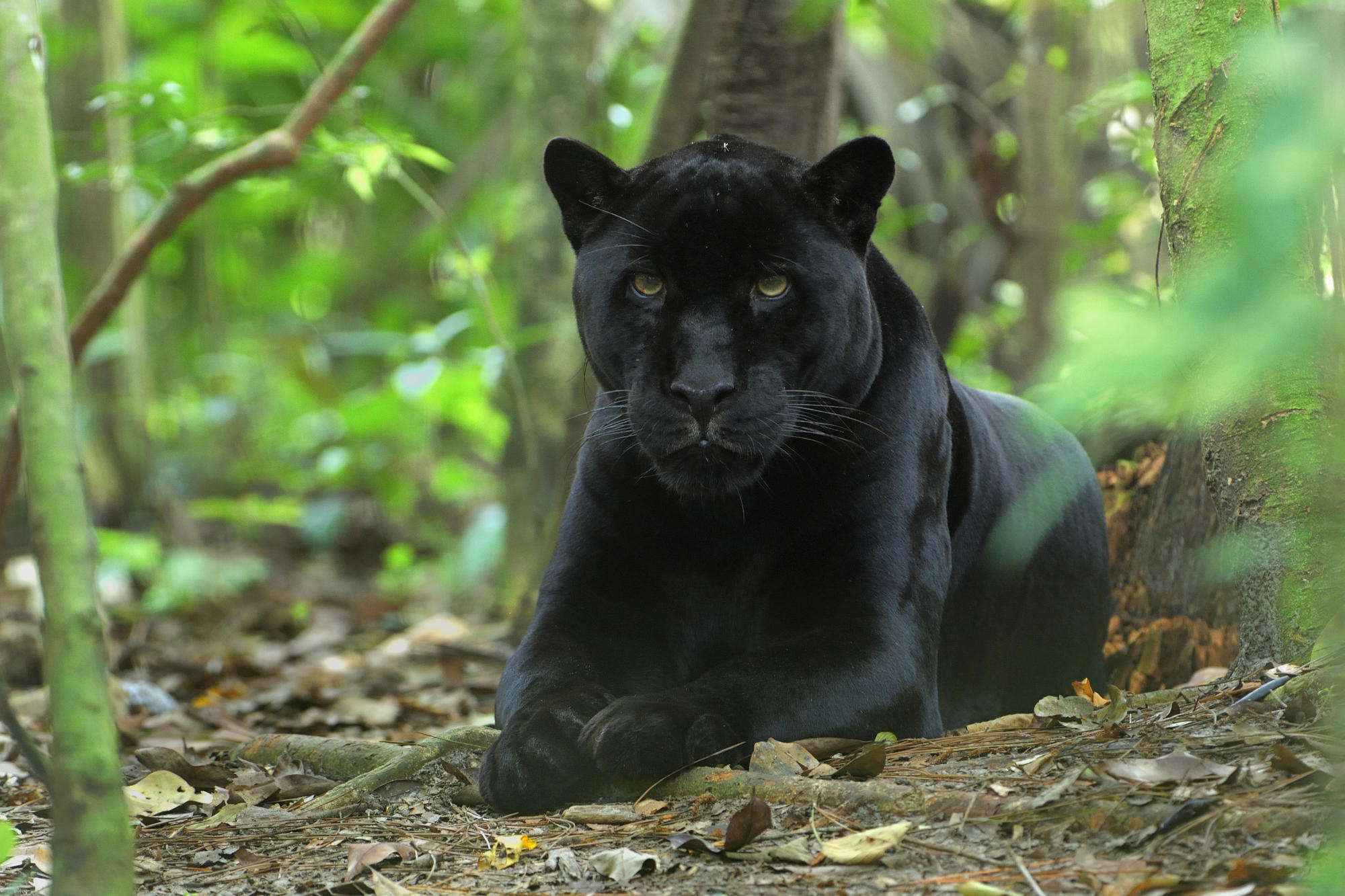 Wallpaper Black Panther Animal Wallpapers