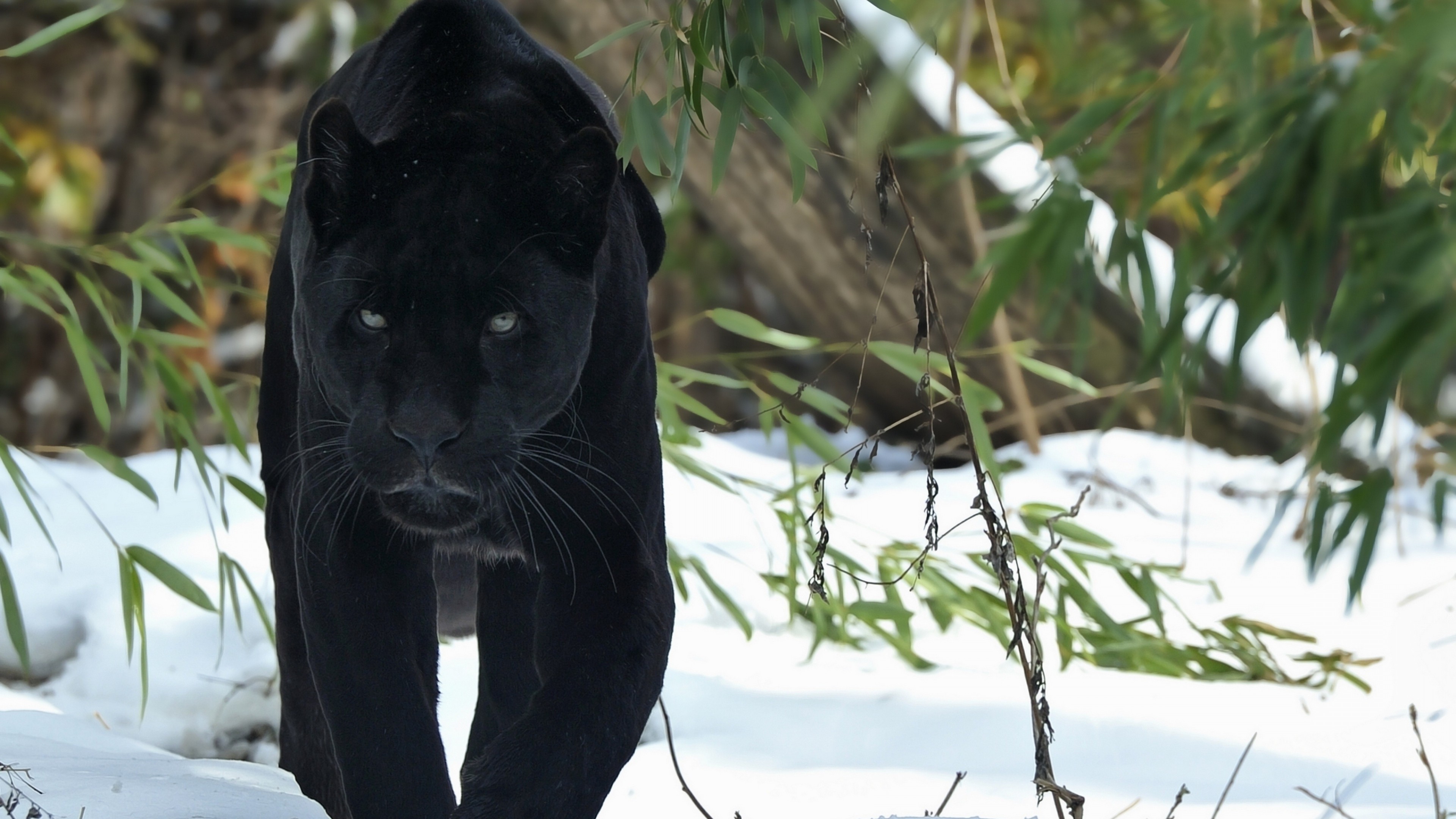 Wallpaper Black Panther Animal Wallpapers