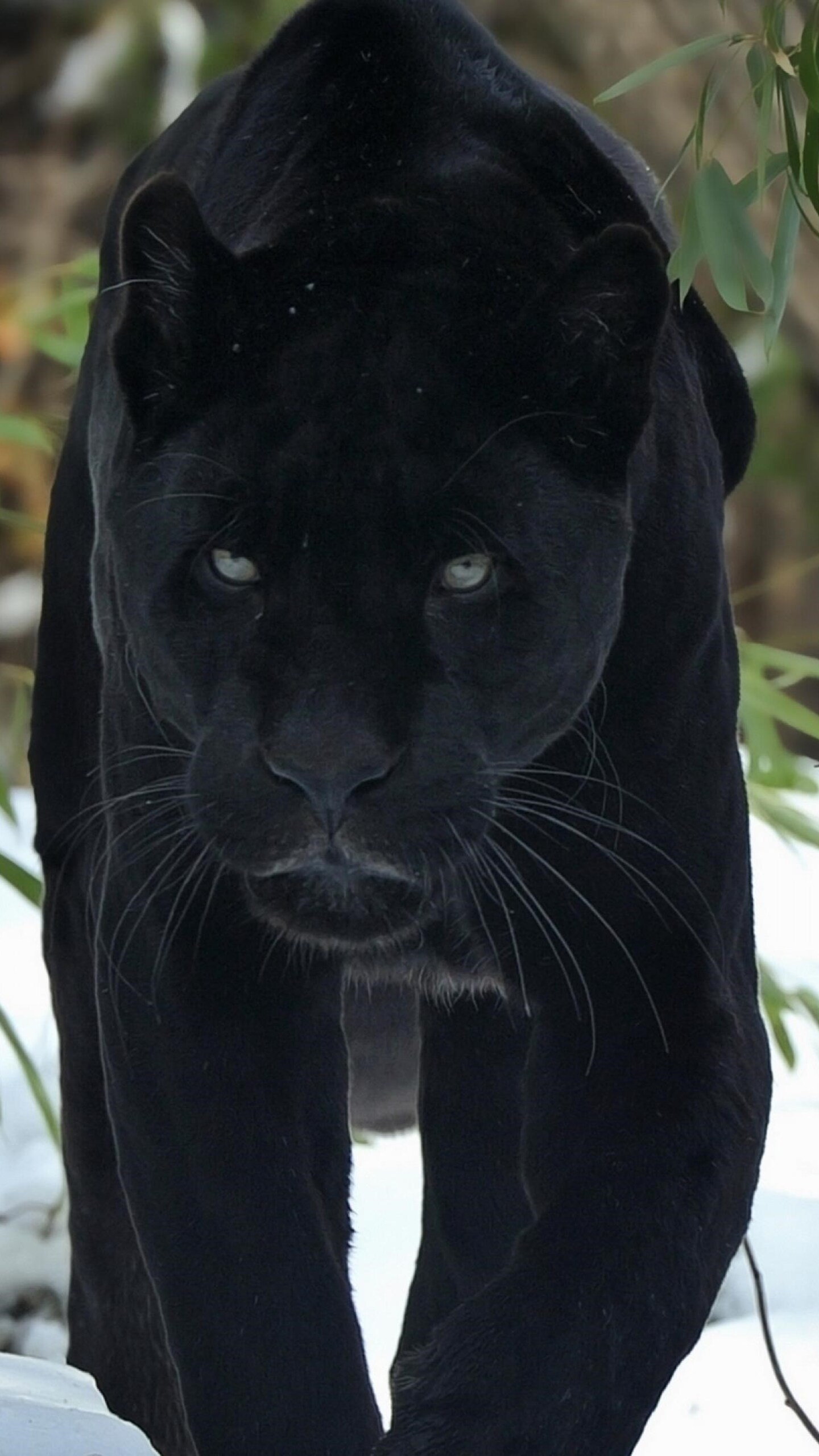 Wallpaper Black Panther Animal Wallpapers