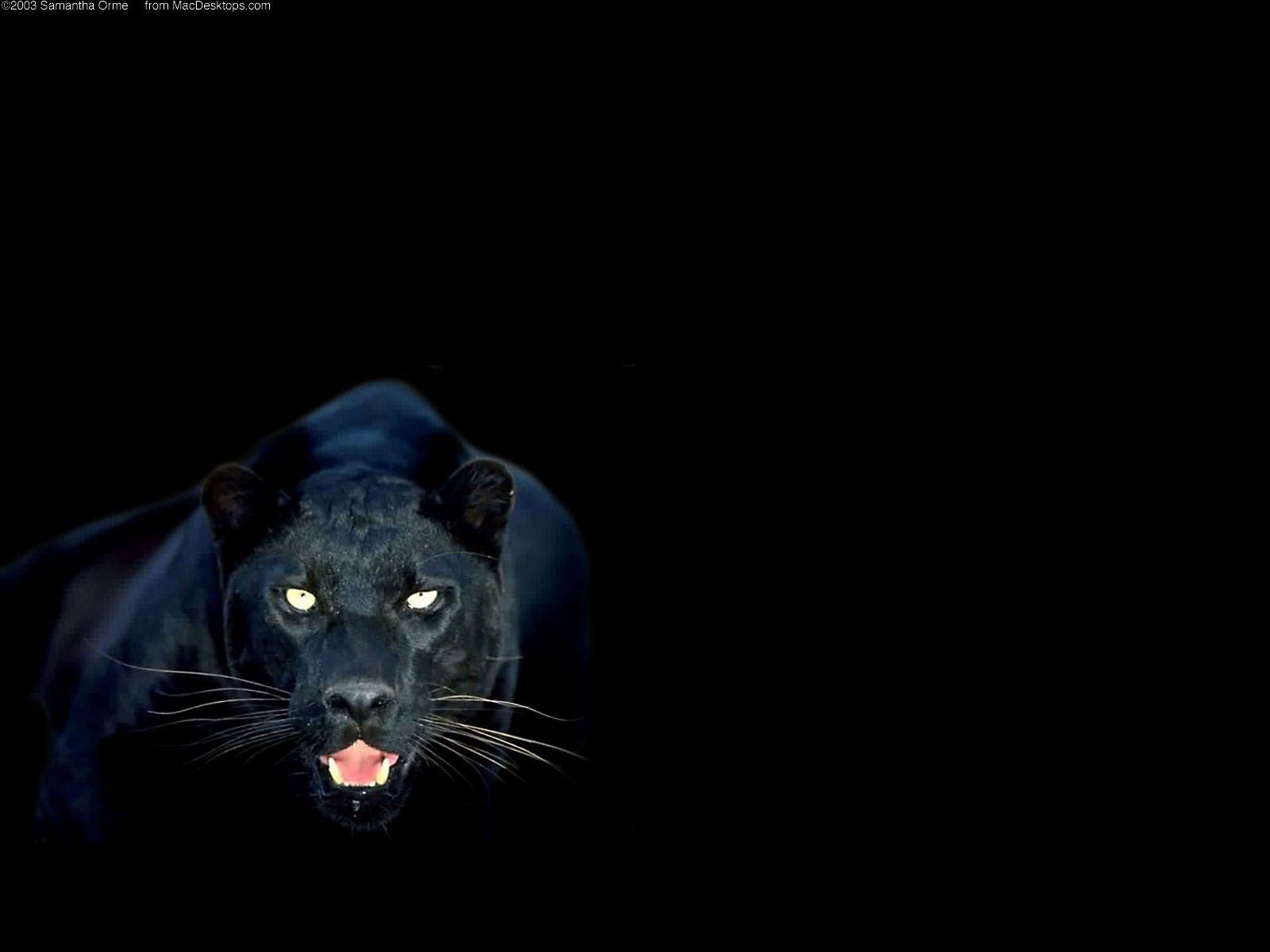 Wallpaper Black Panther Animal Wallpapers