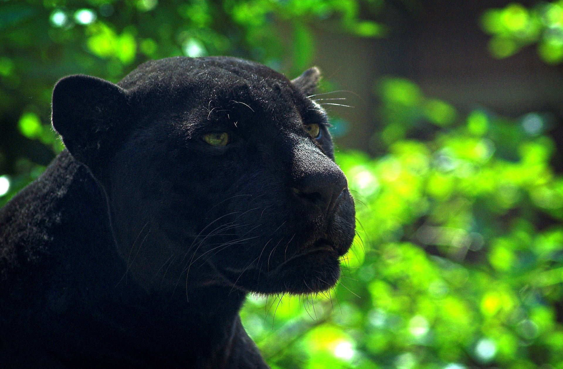 Wallpaper Black Panther Animal Wallpapers