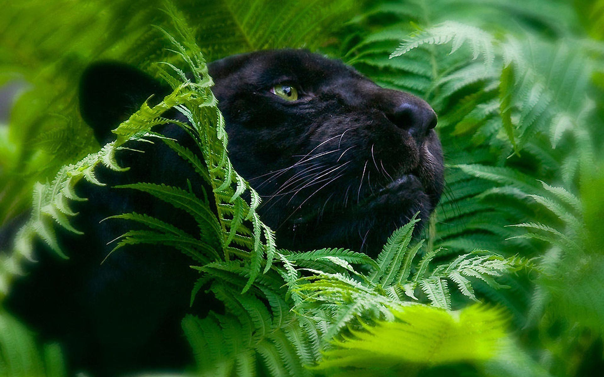 Wallpaper Black Panther Animal Wallpapers