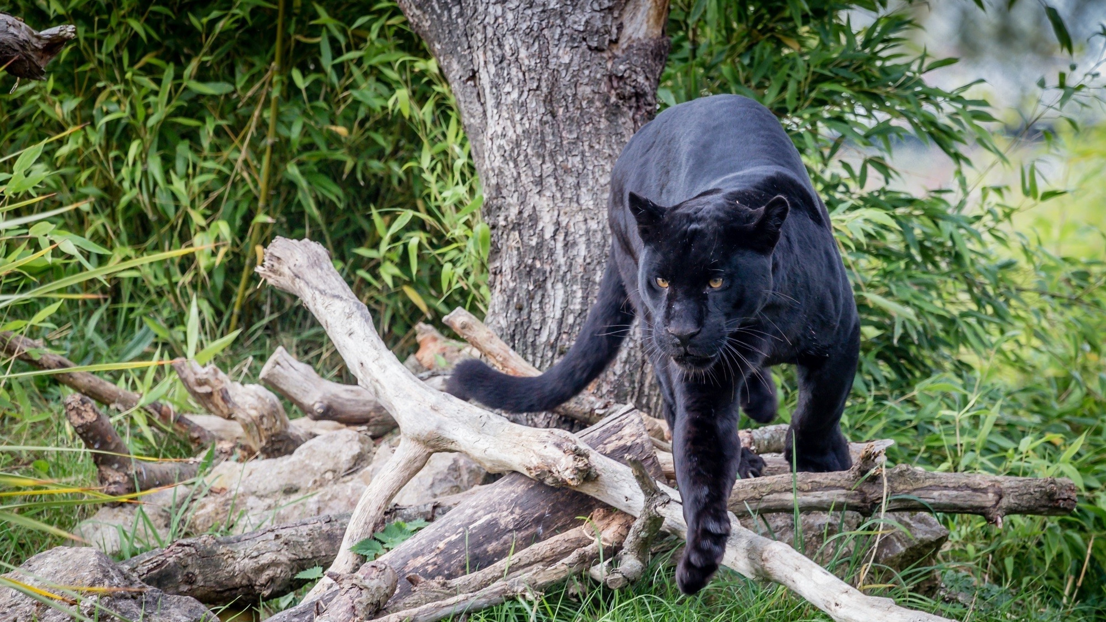 Wallpaper Black Panther Animal Wallpapers