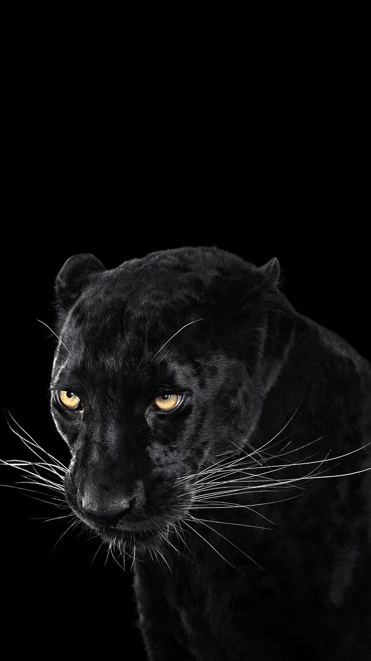 Wallpaper Black Panther Animal Wallpapers