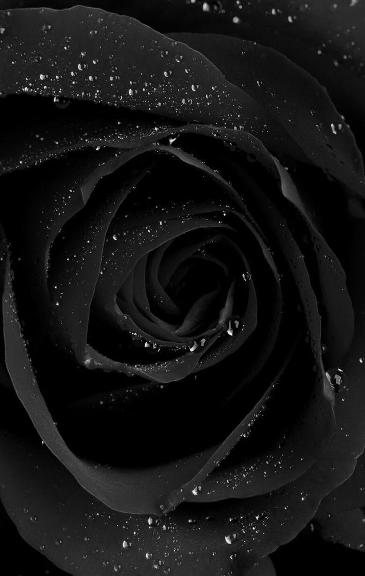 Wallpaper Black Roses Wallpapers