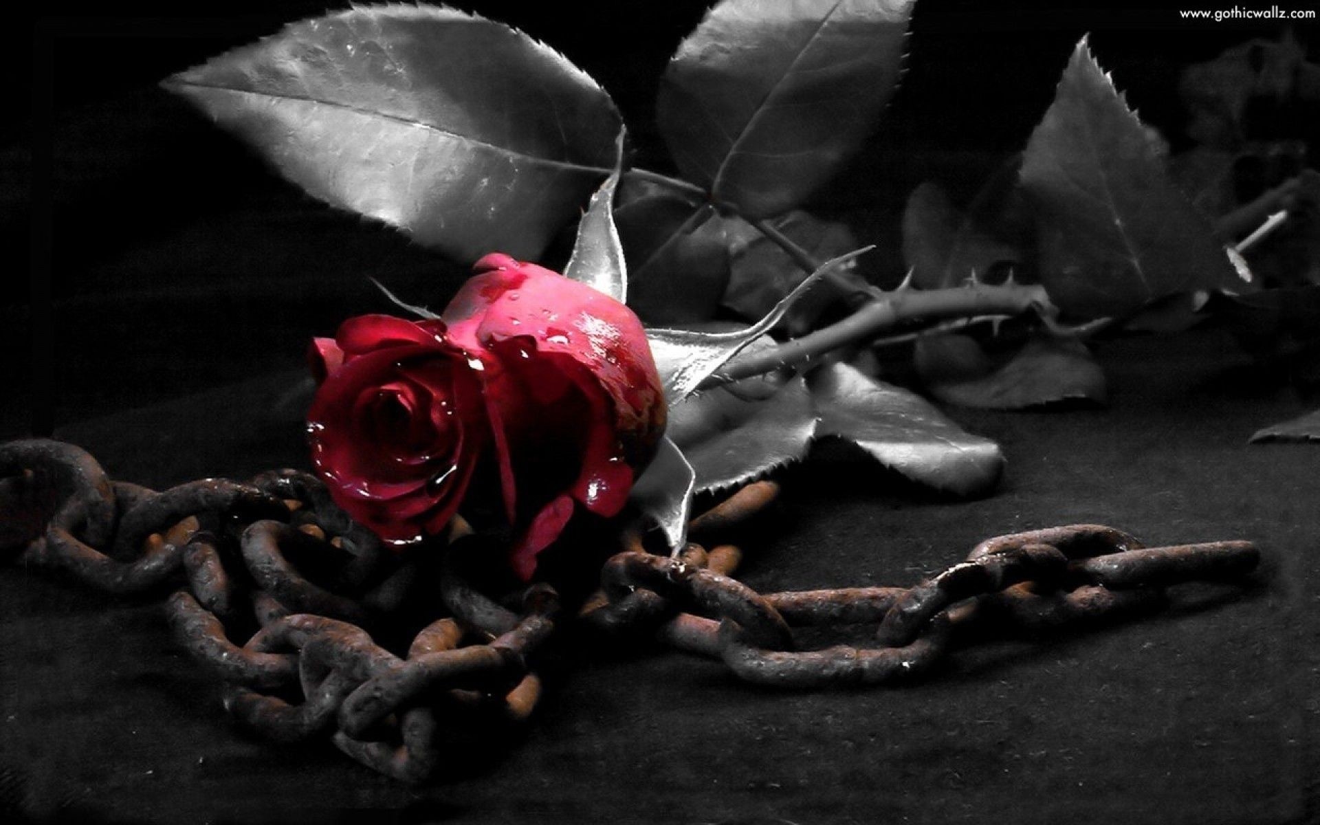 Wallpaper Black Roses Wallpapers