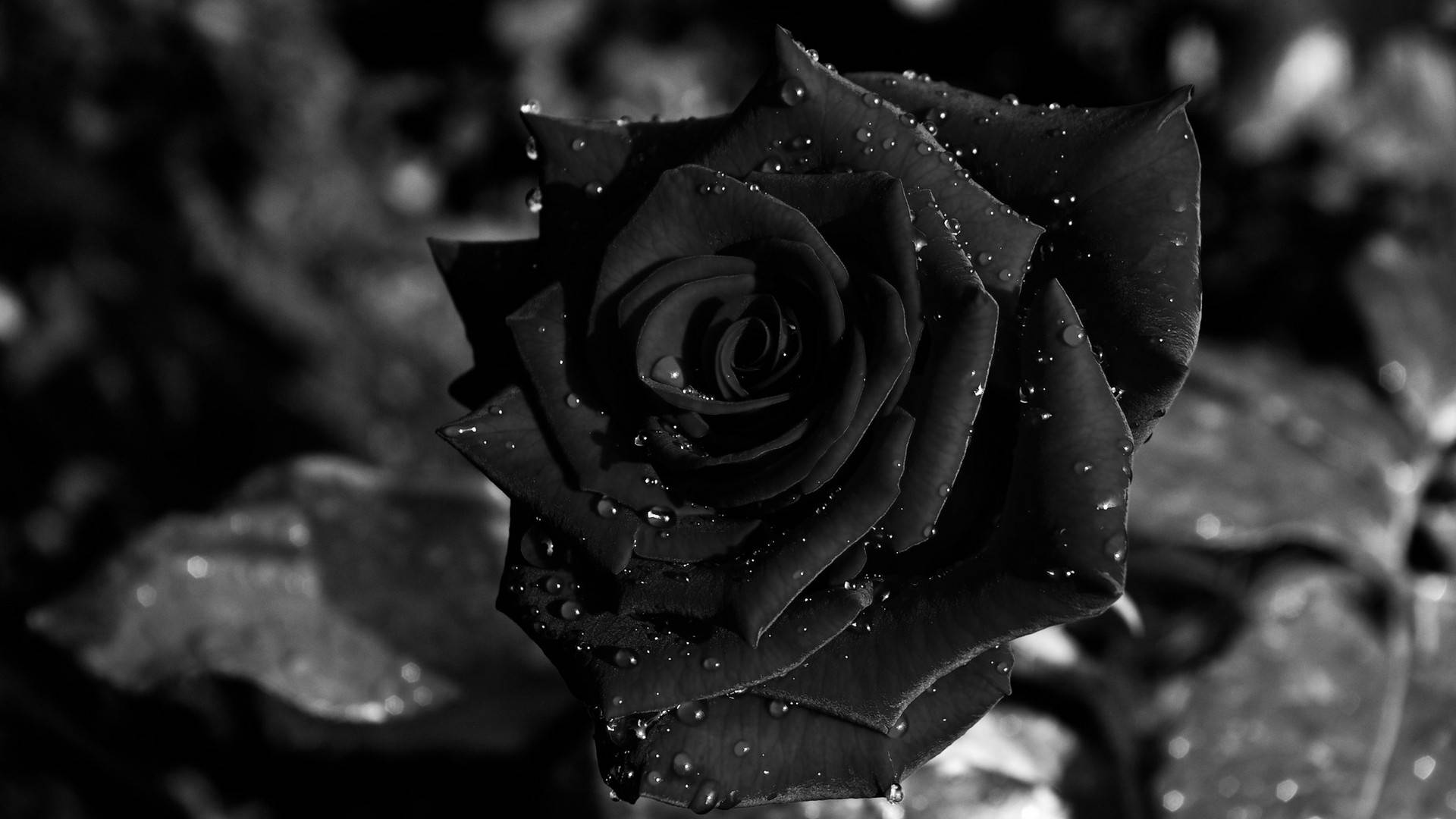 Wallpaper Black Roses Wallpapers