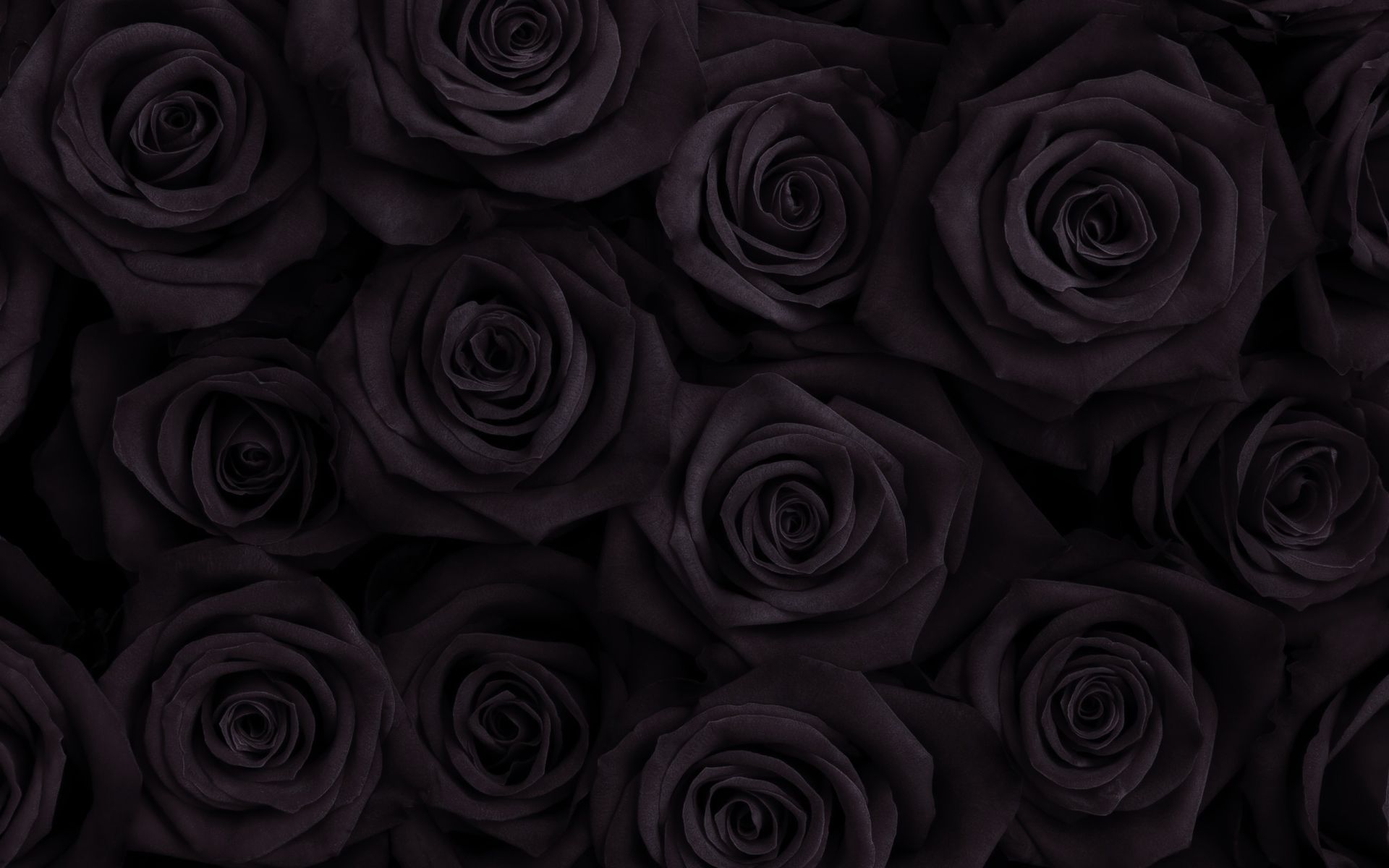 Wallpaper Black Roses Wallpapers