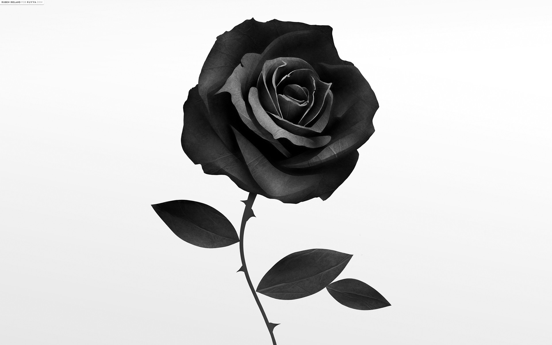 Wallpaper Black Roses Wallpapers