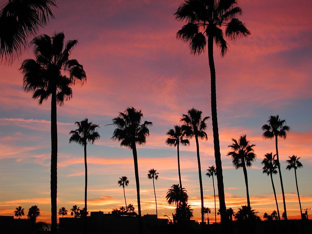 Wallpaper California Palm Trees Wallpapers