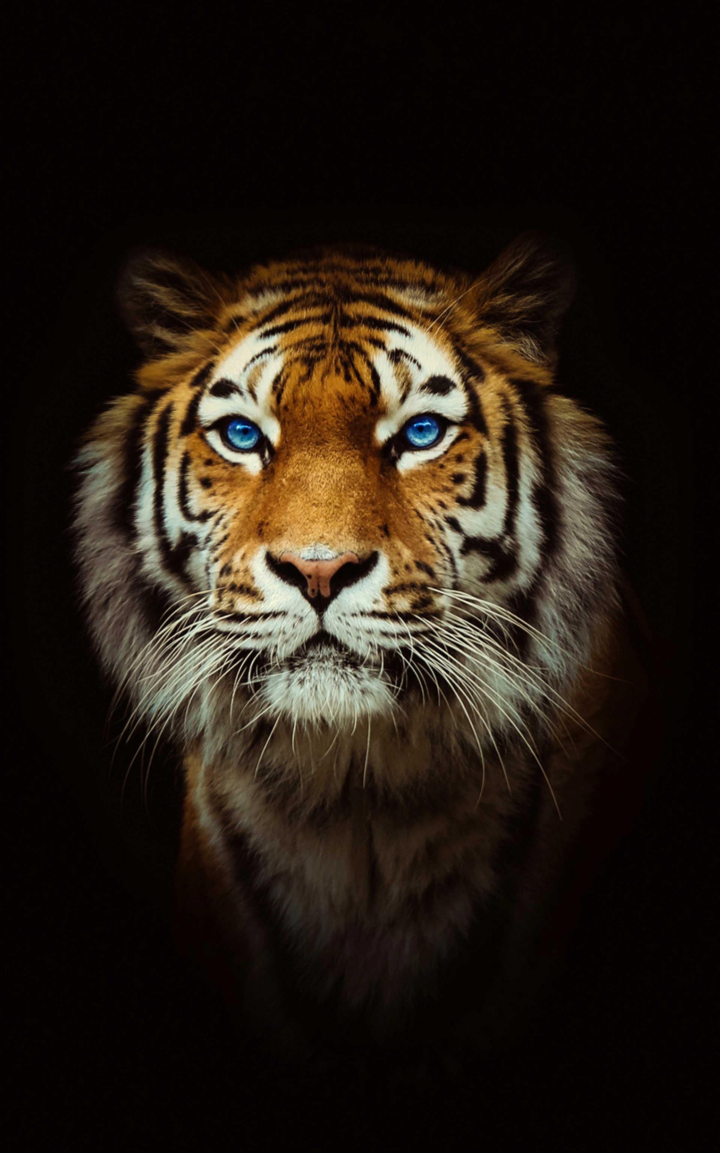 Wallpaper Cool Tigers Wallpapers