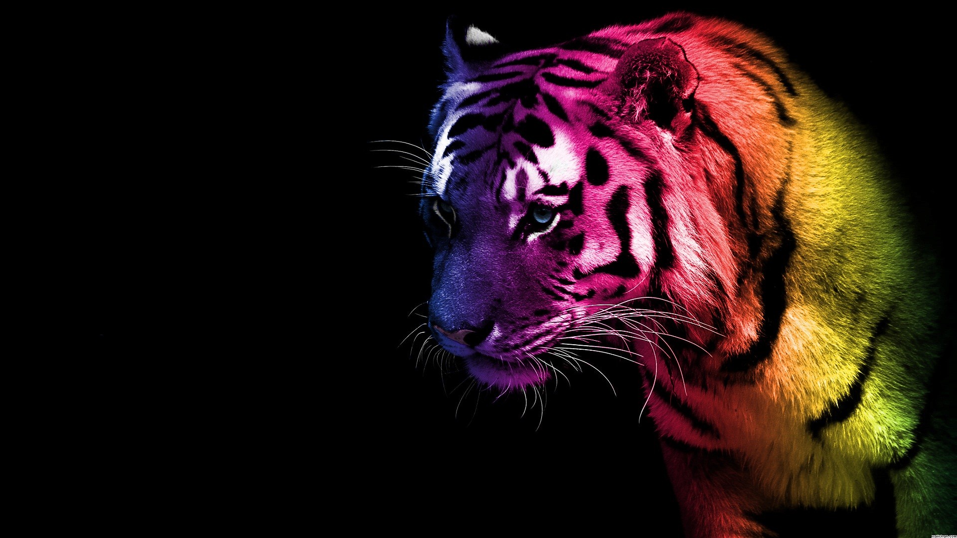 Wallpaper Cool Tigers Wallpapers