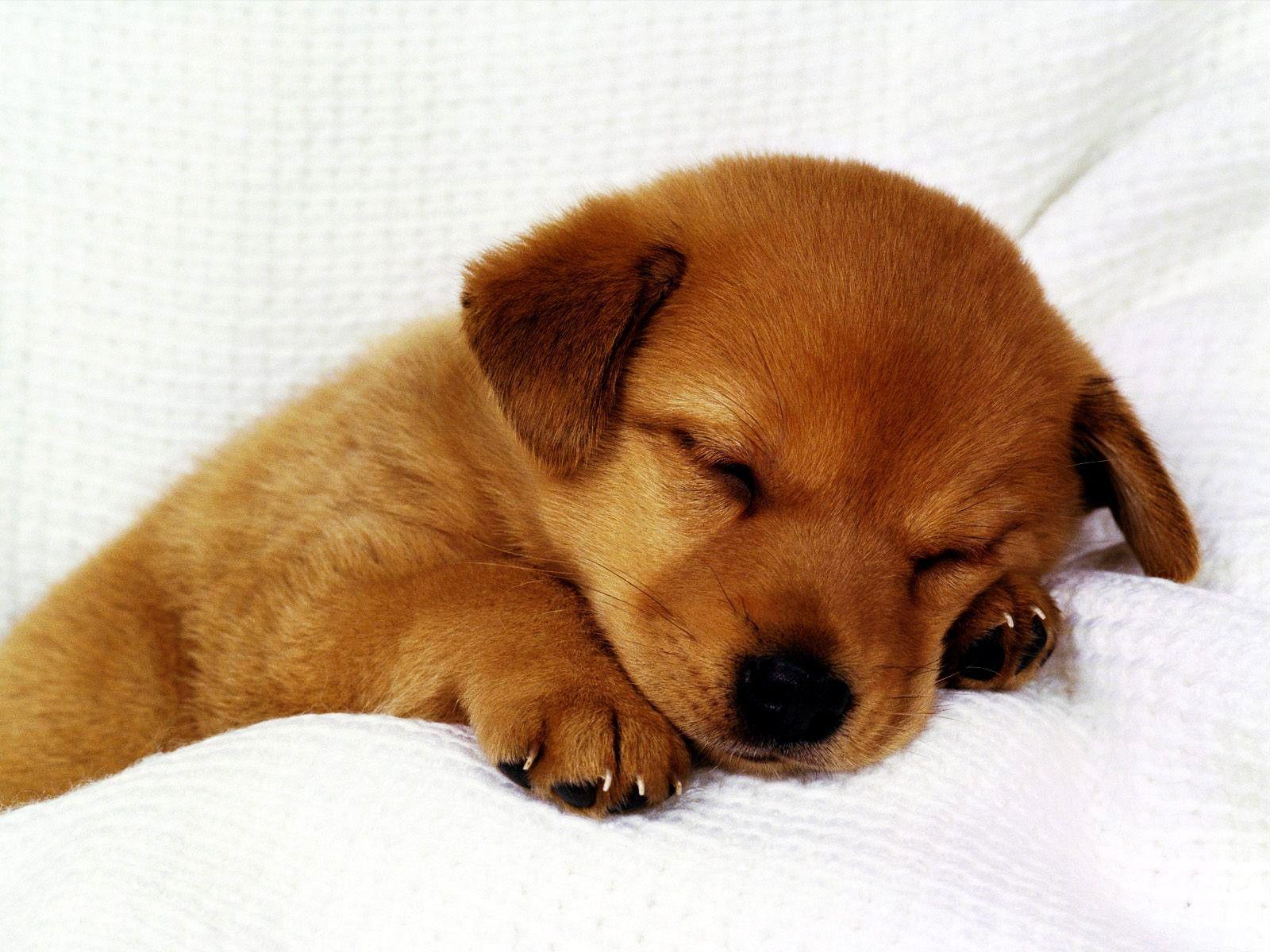 Wallpaper Cute Puppies Wallpapers