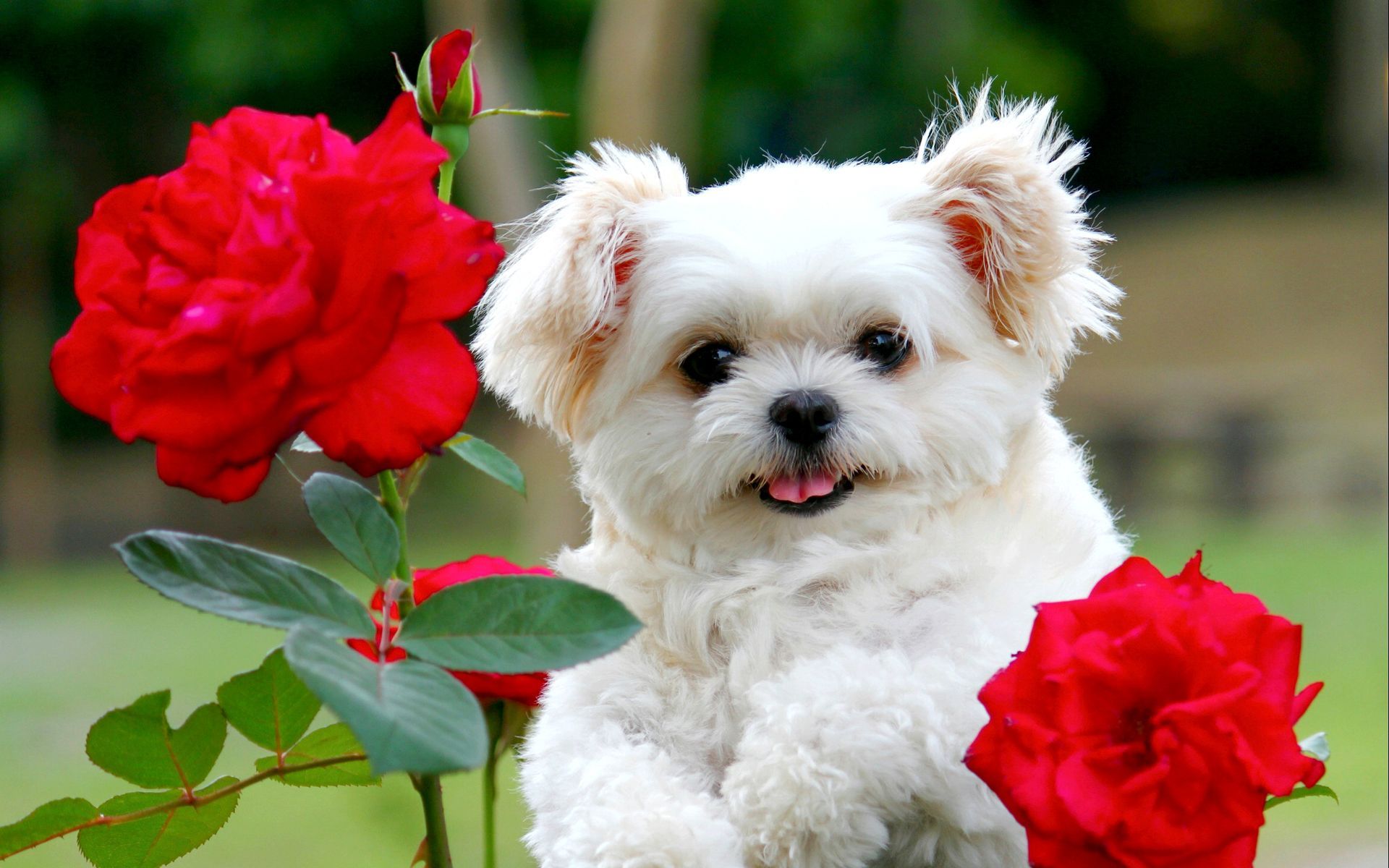 Wallpaper Cute Puppies Wallpapers