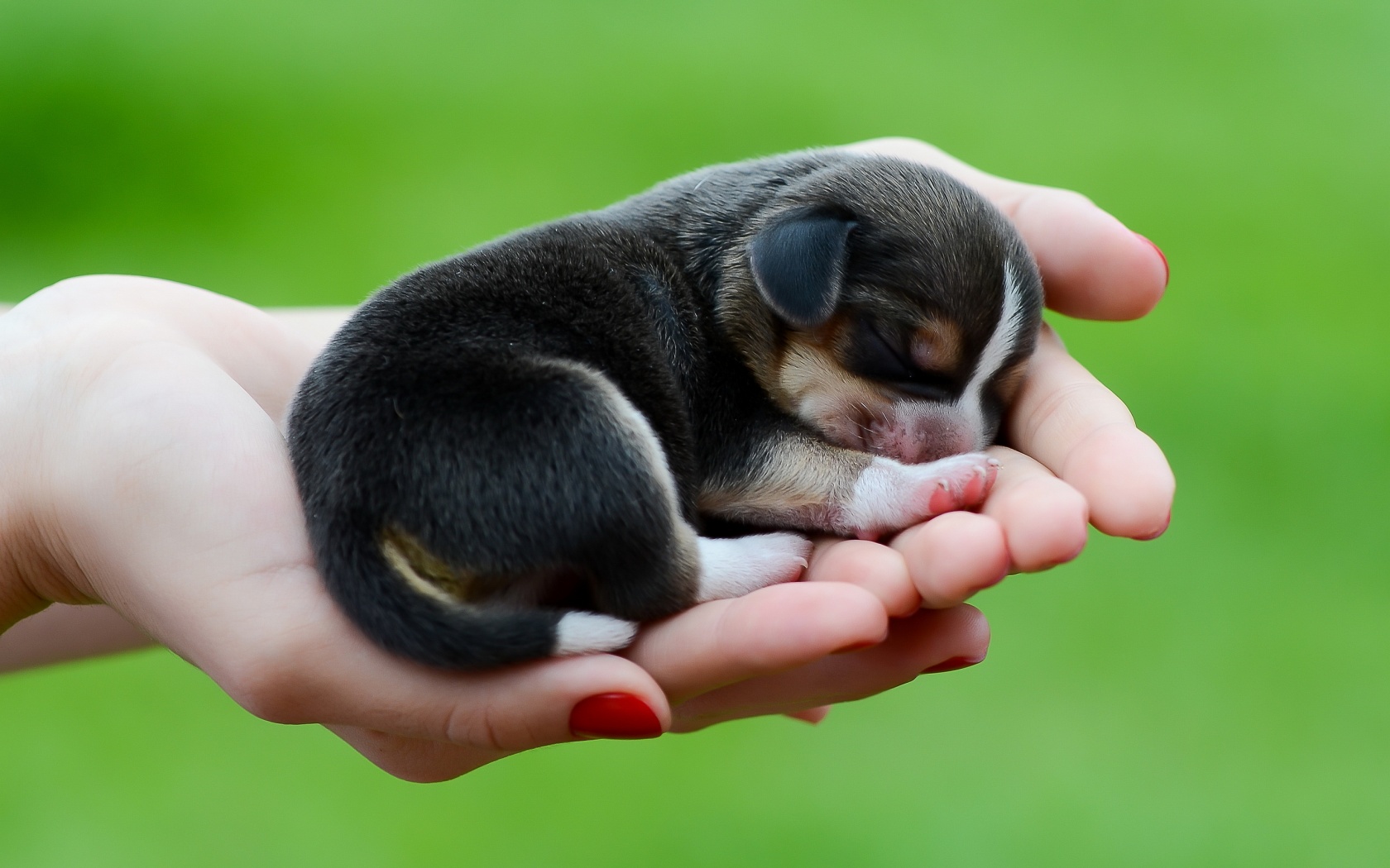 Wallpaper Cute Puppies Wallpapers