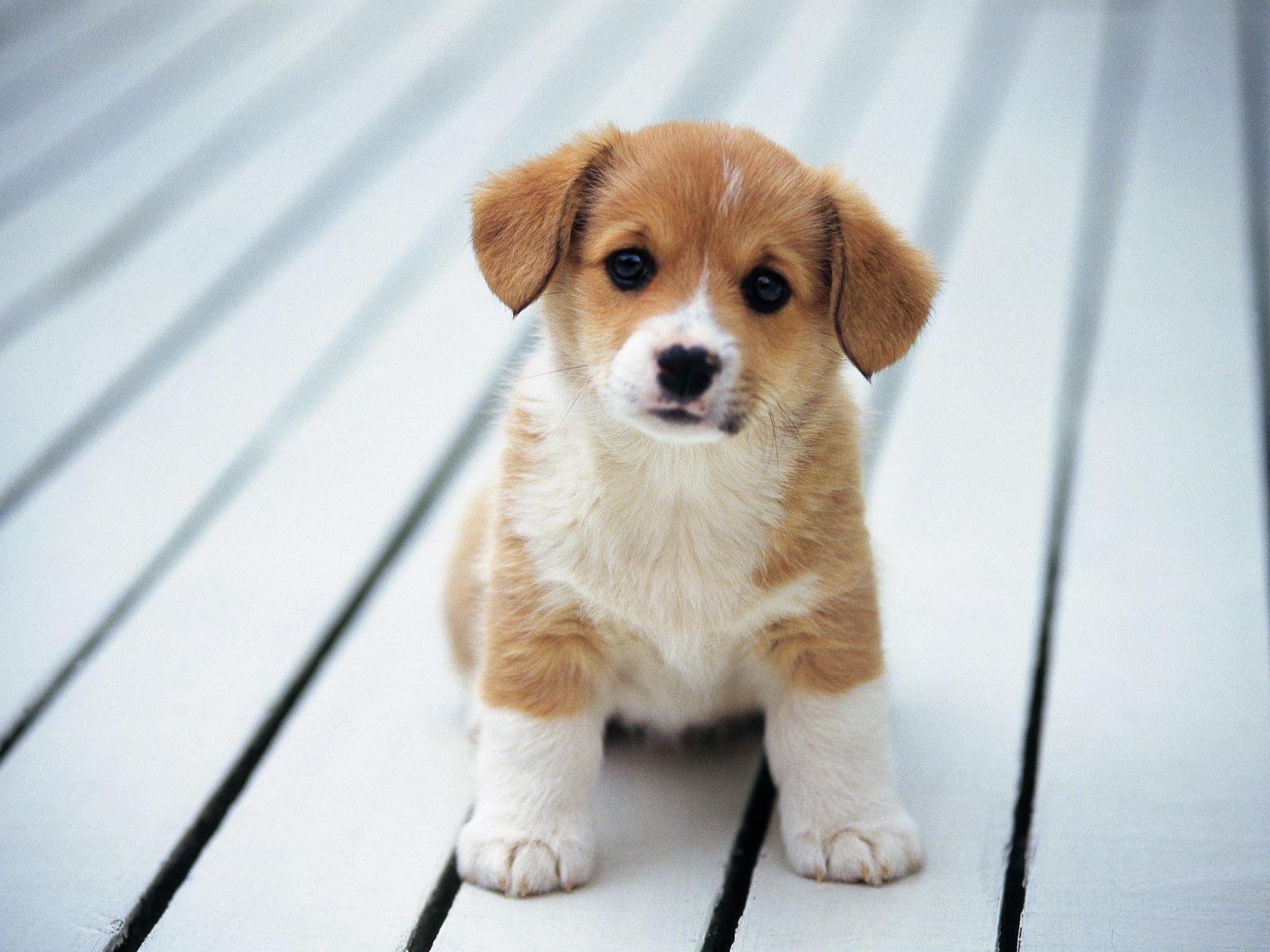 Wallpaper Cute Puppies Wallpapers