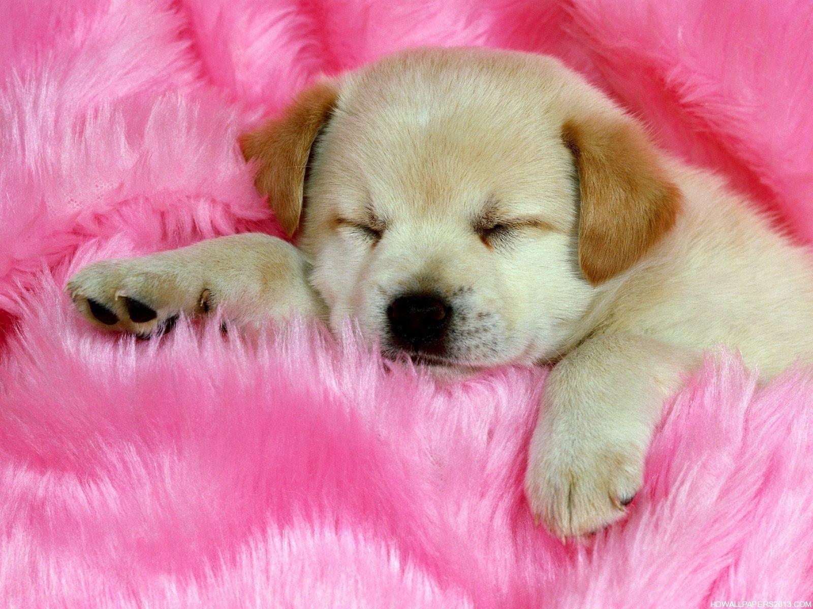 Wallpaper Cute Puppies Wallpapers