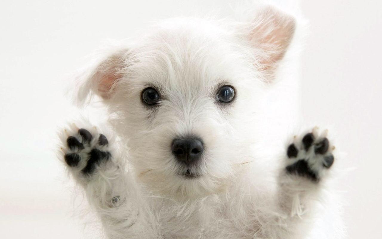 Wallpaper Cute Puppies Wallpapers