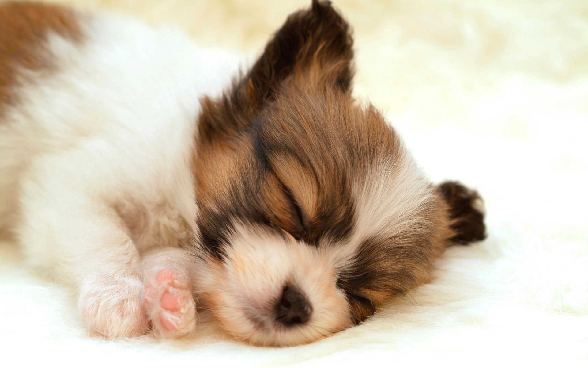 Wallpaper Cute Puppies Wallpapers