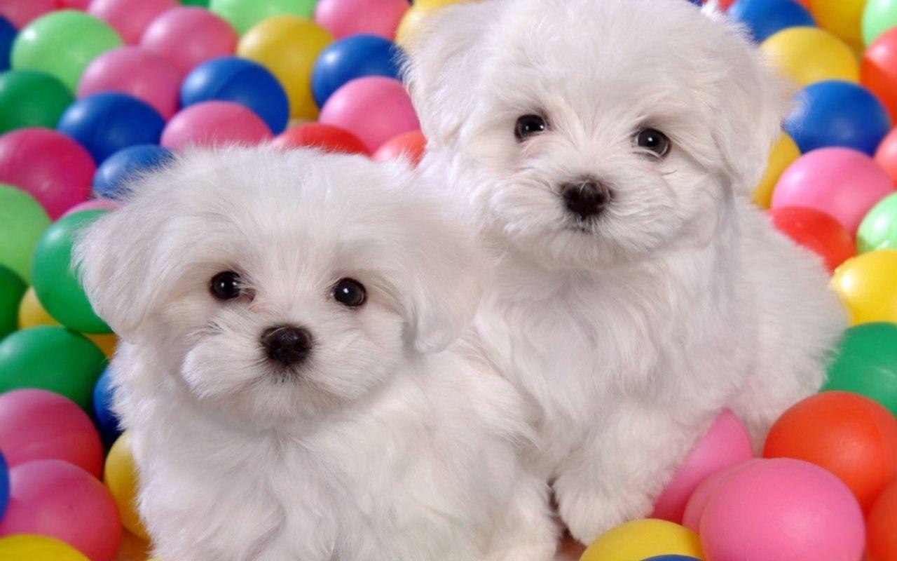 Wallpaper Cute Puppies Wallpapers